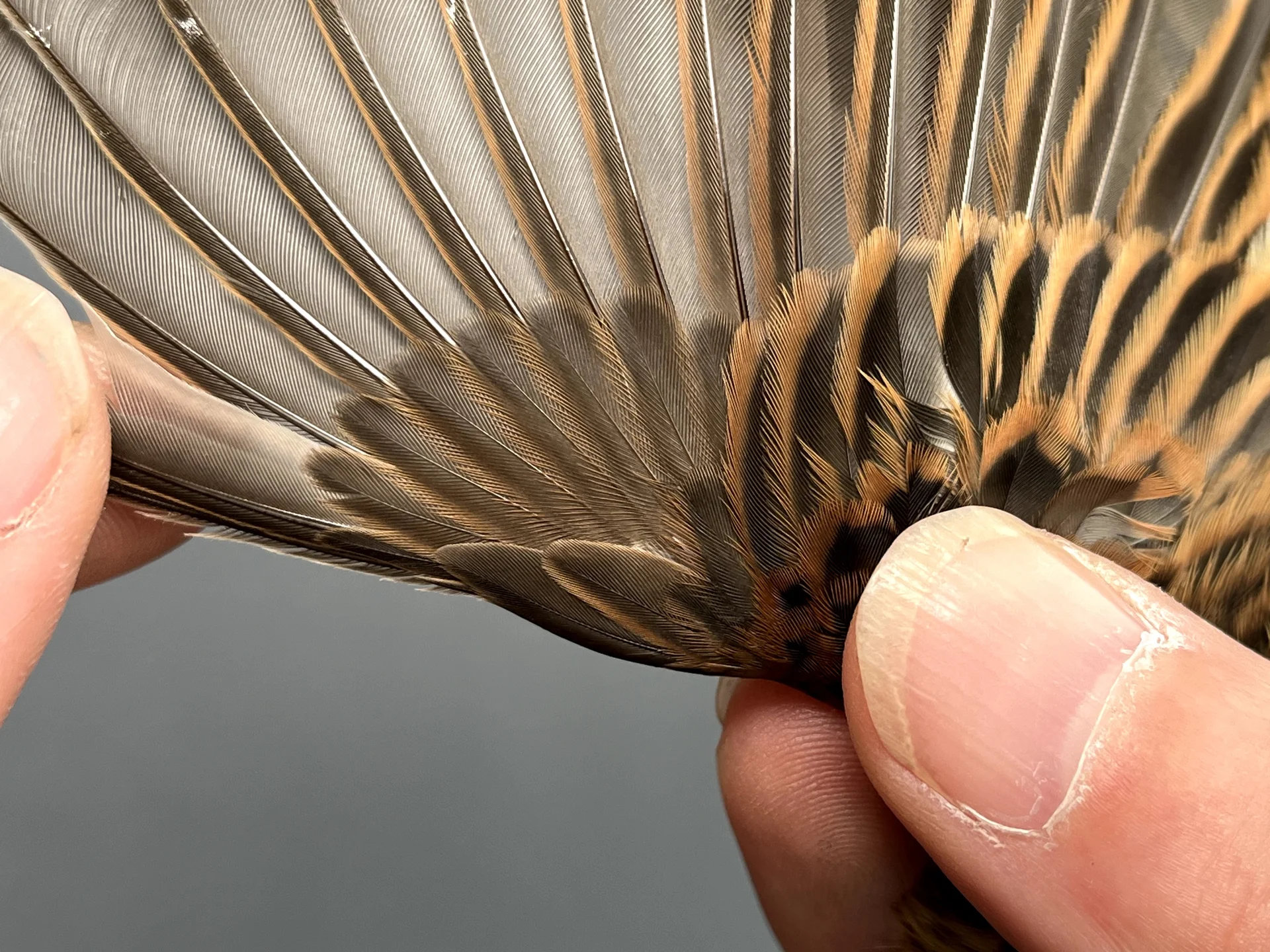 Vogelafbeelding