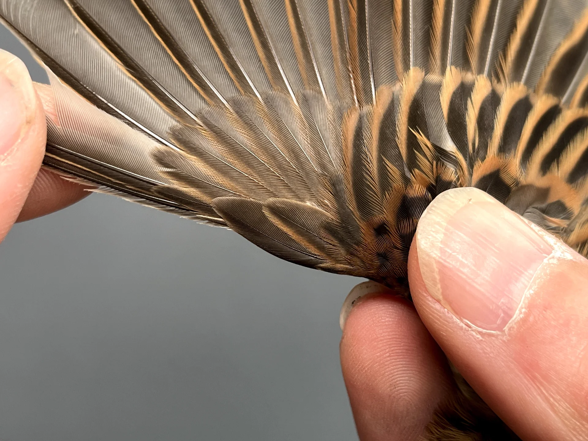 Vogelafbeelding