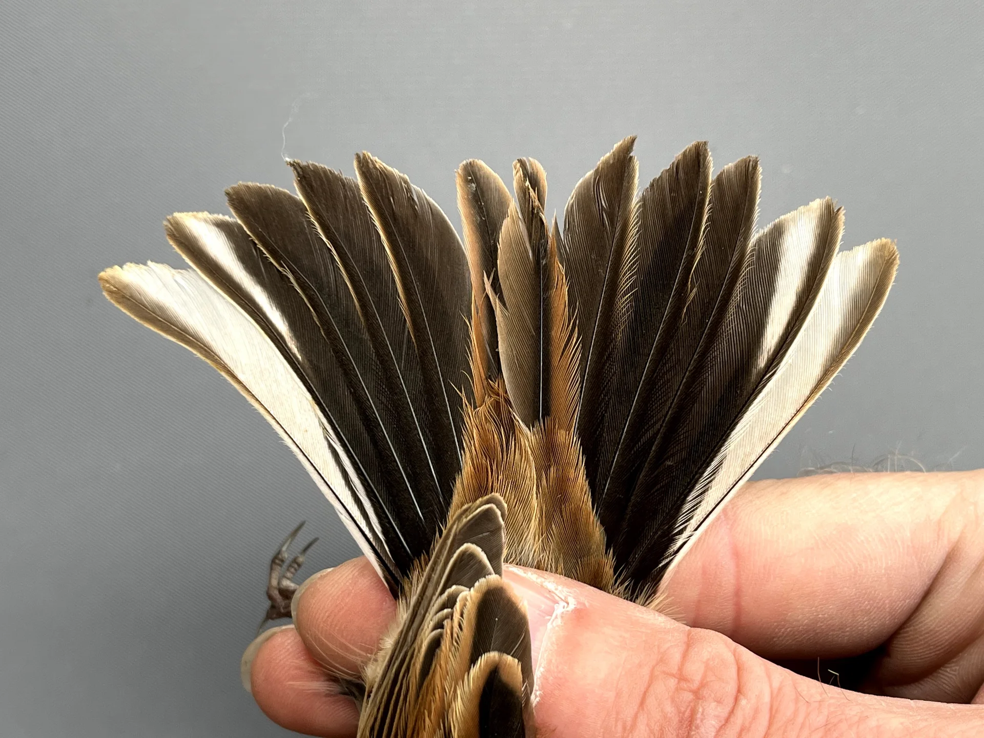 Vogelafbeelding