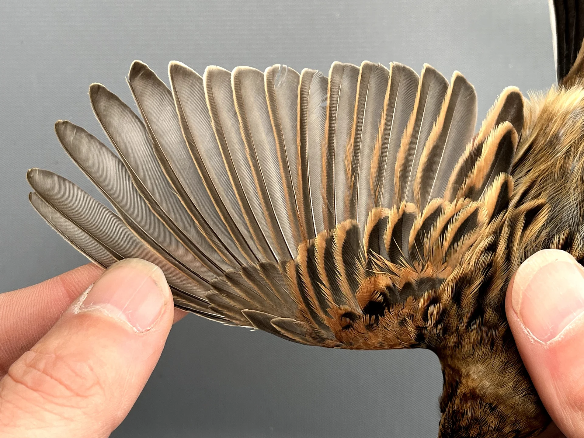 Vogelafbeelding