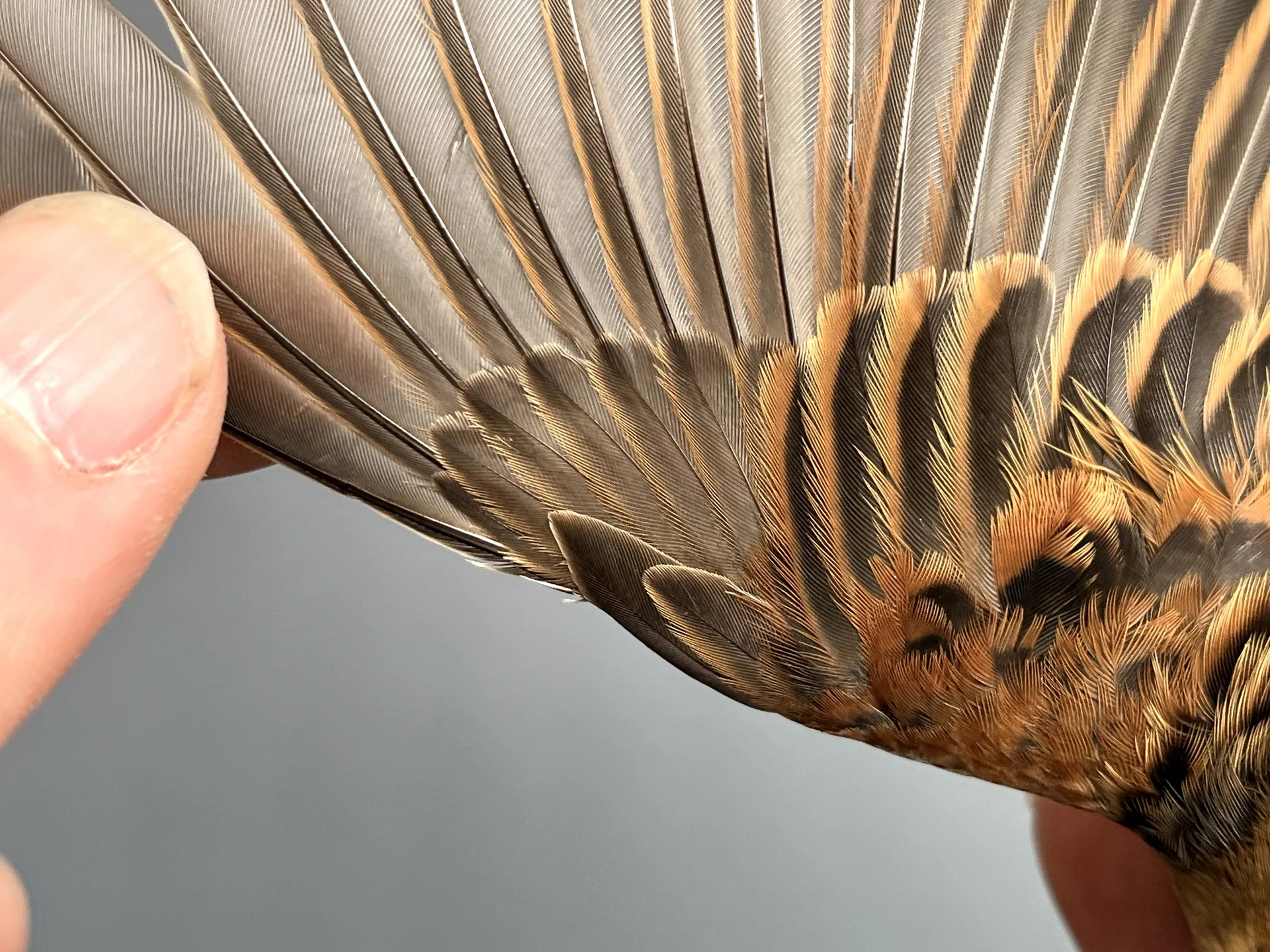 Vogelafbeelding