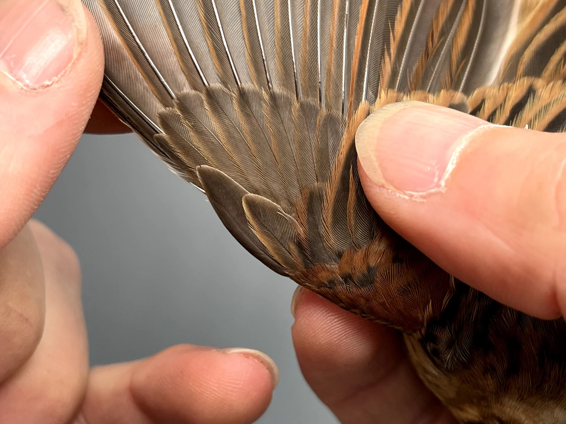 Vogelafbeelding