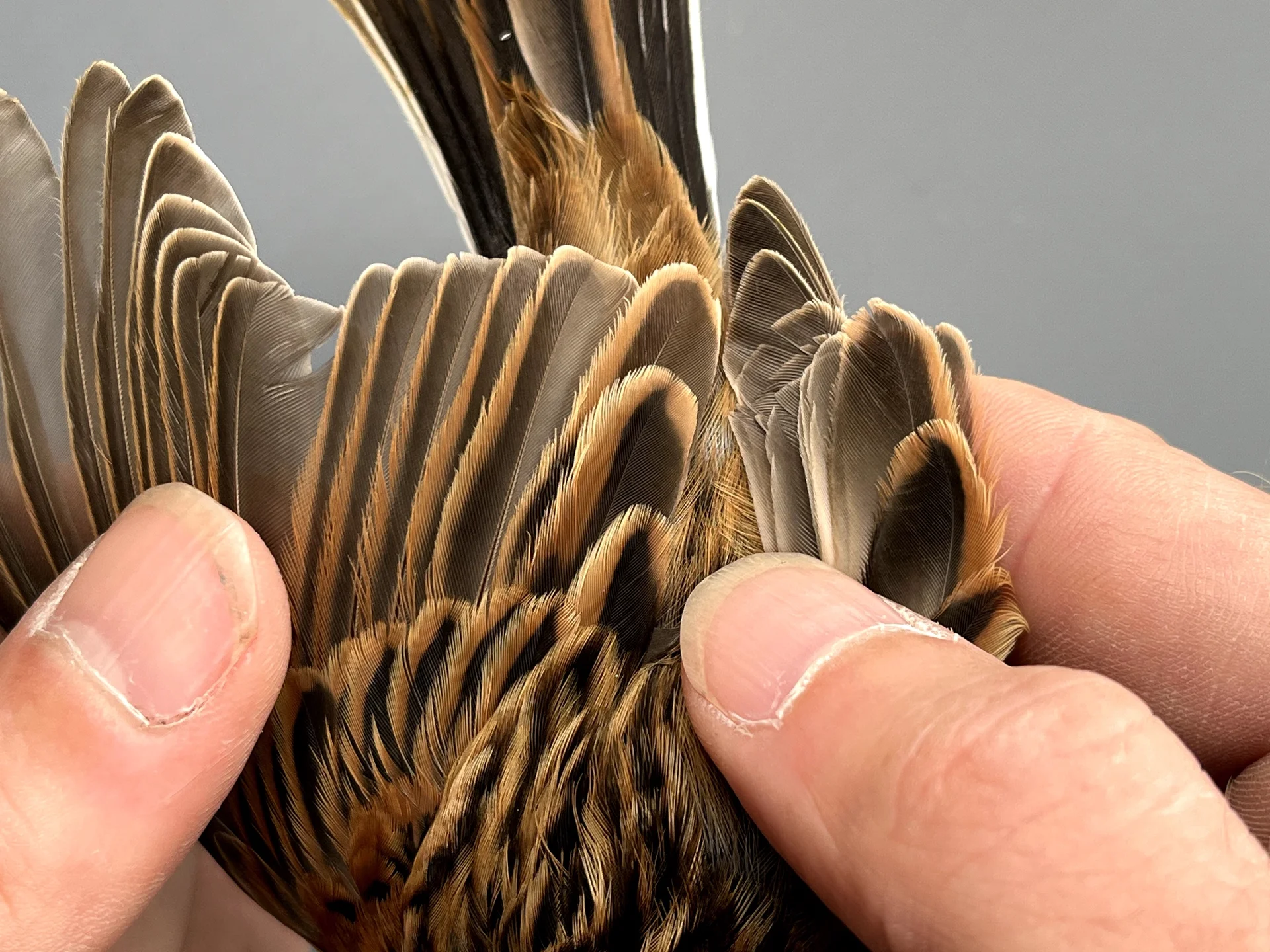 Vogelafbeelding
