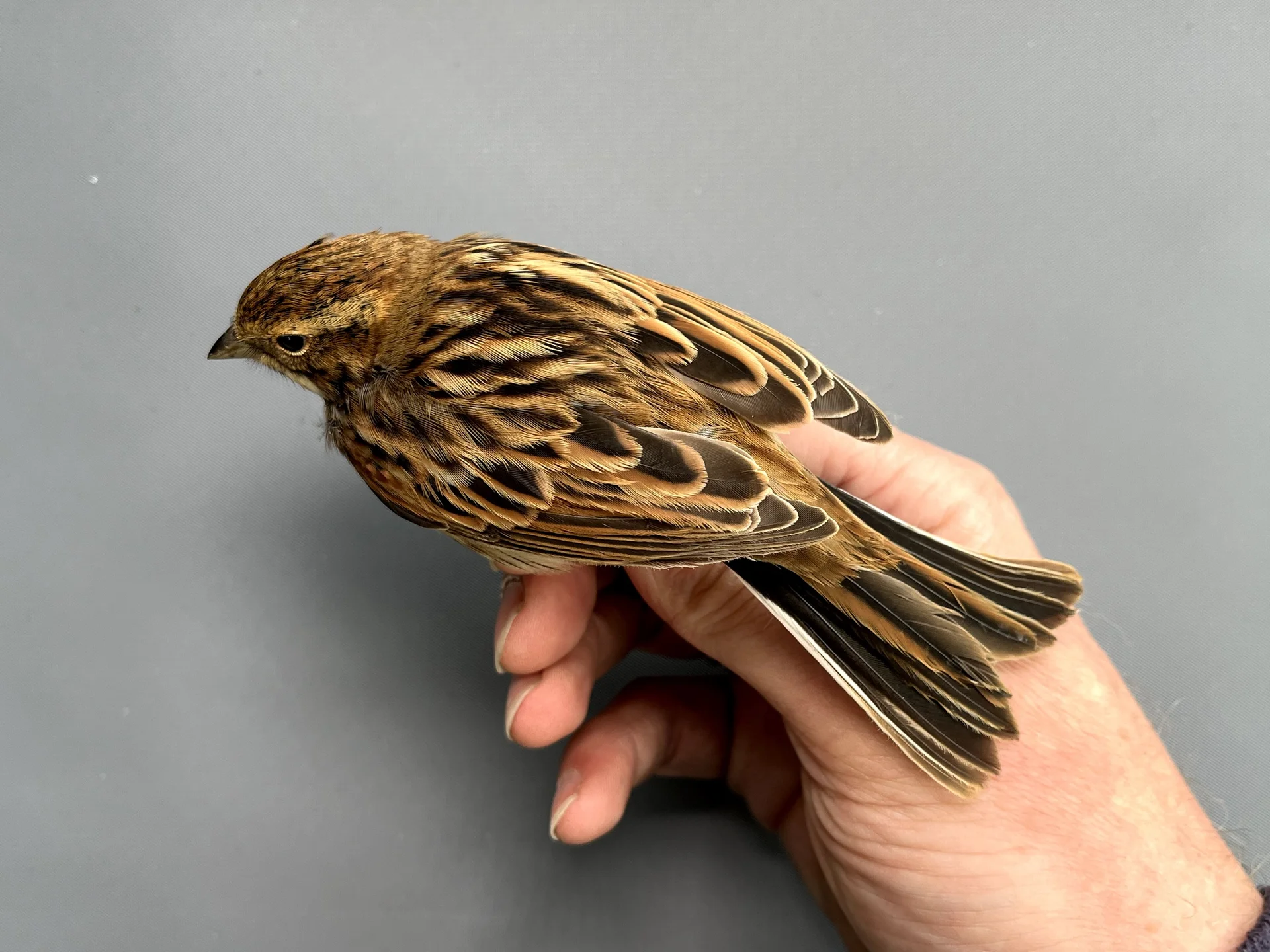 Vogelafbeelding