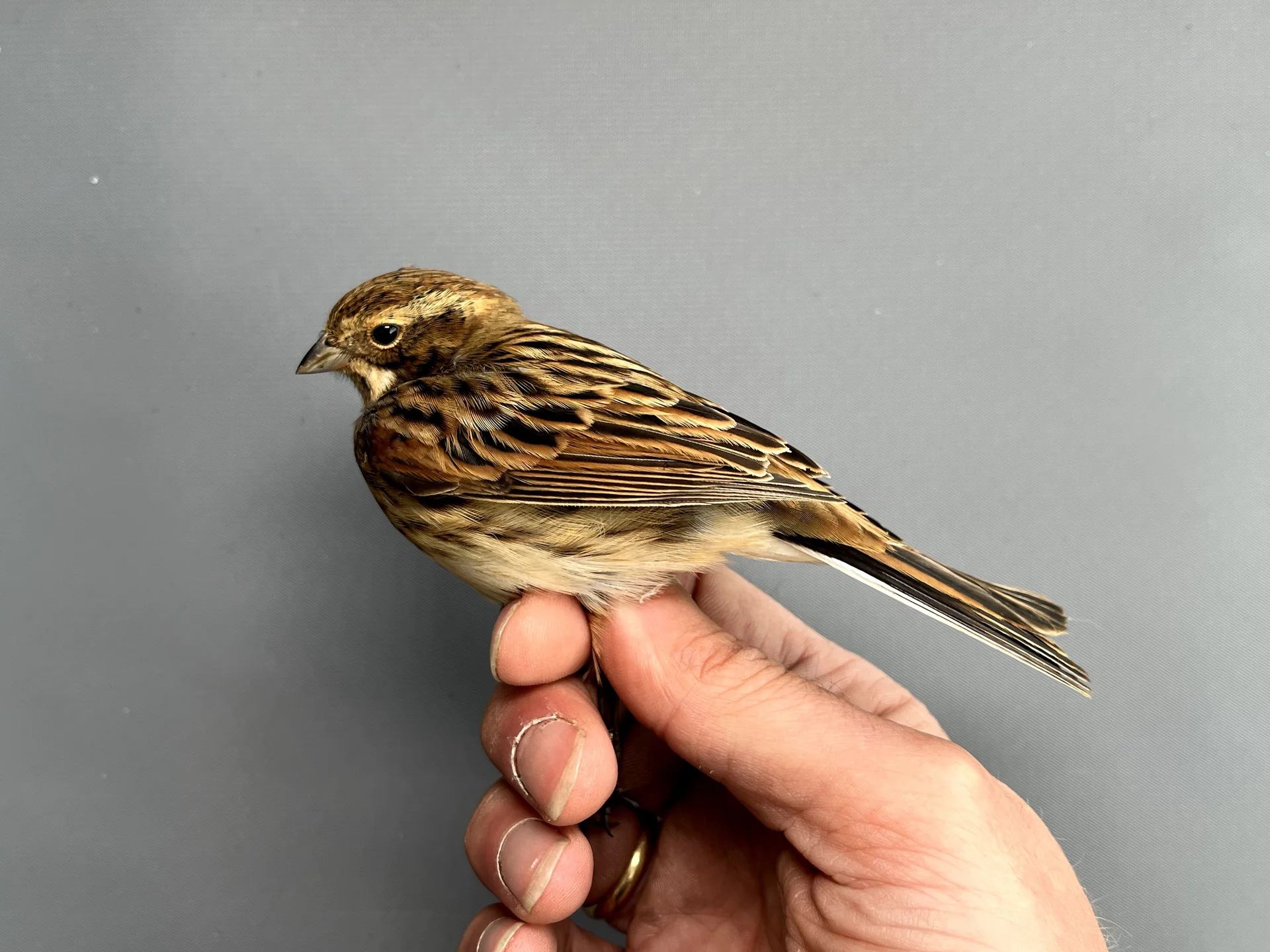 Vogelafbeelding