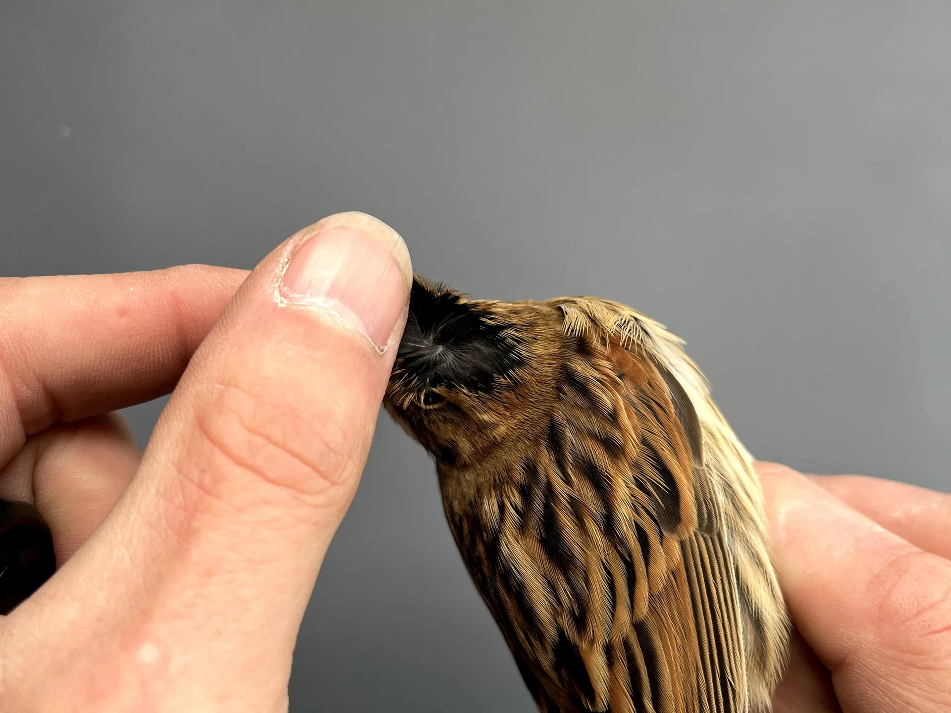Vogelafbeelding