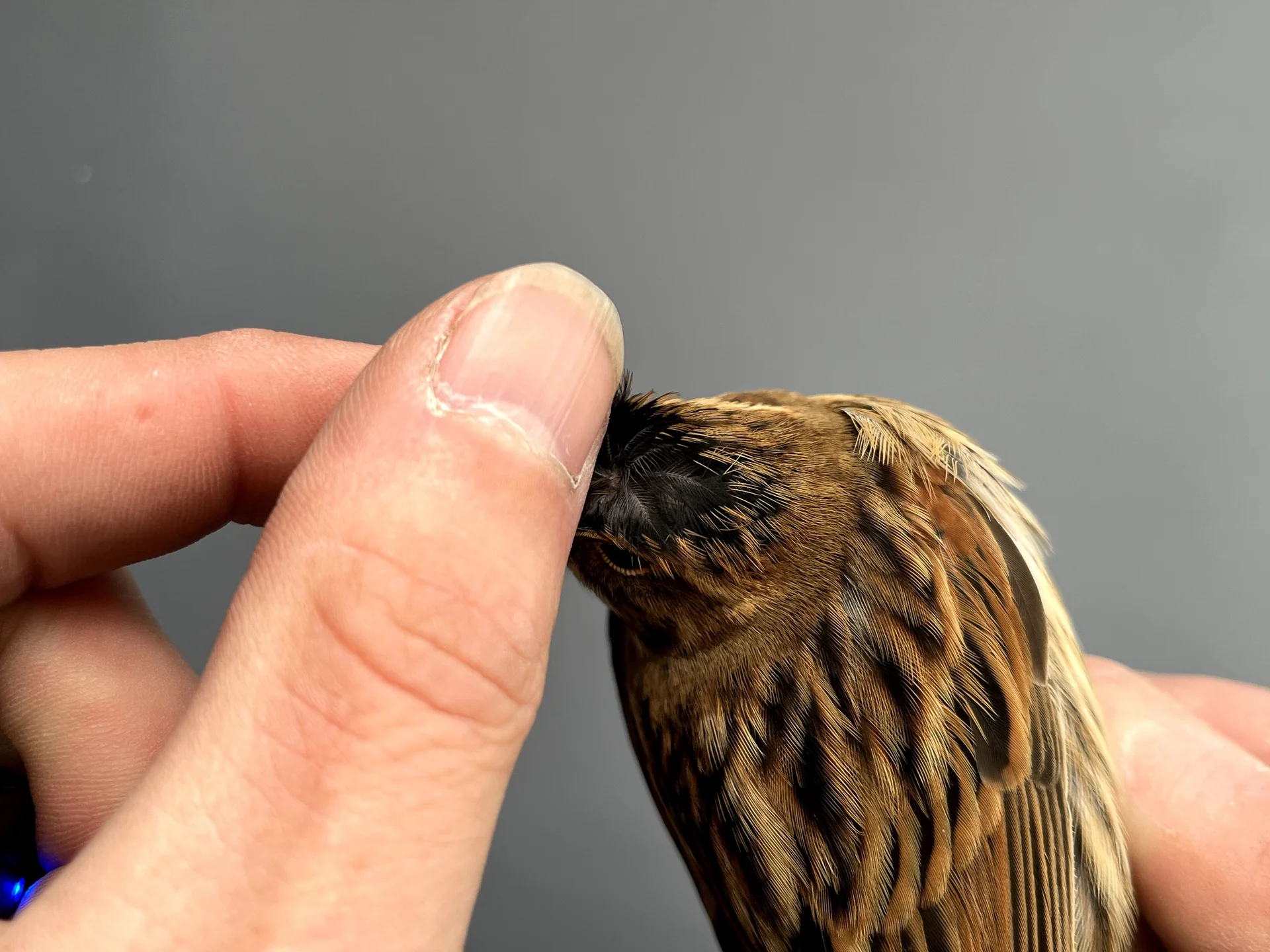 Vogelafbeelding