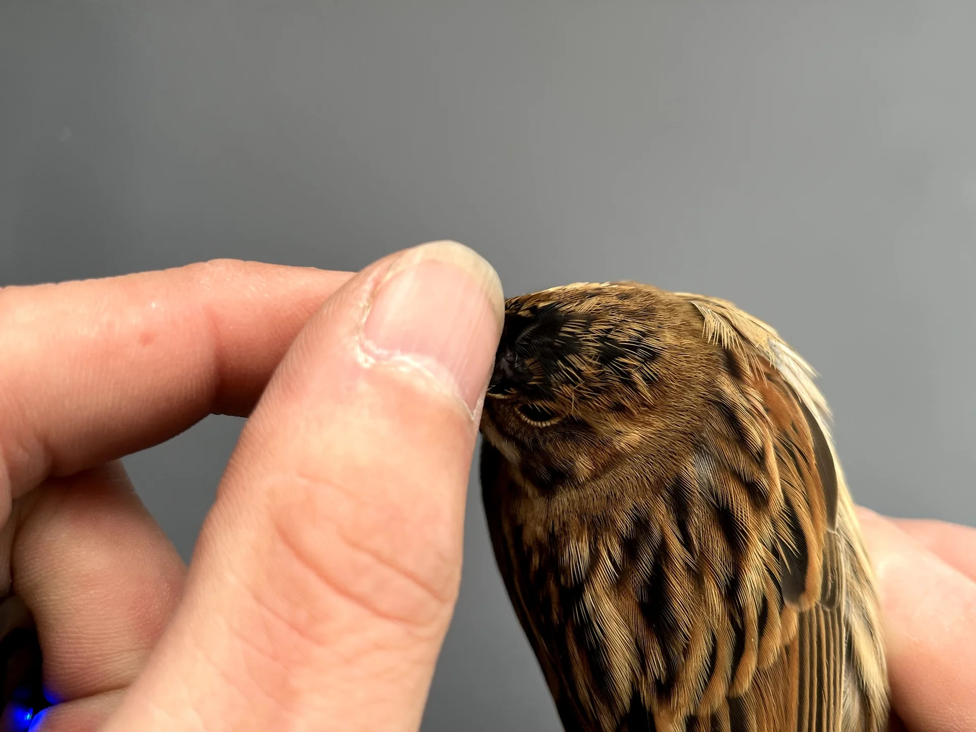Vogelafbeelding