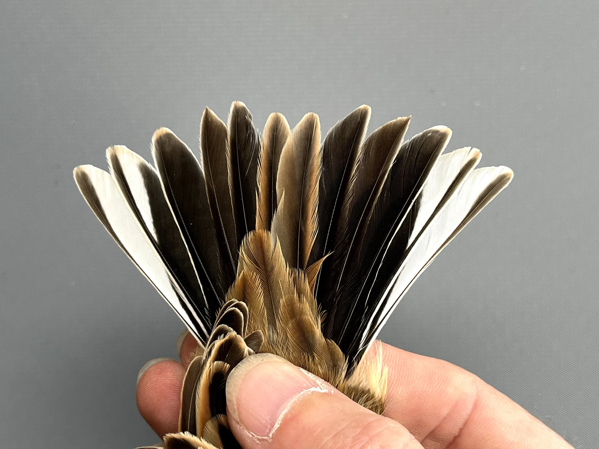 Rietgors - Emberiza schoeniclus
