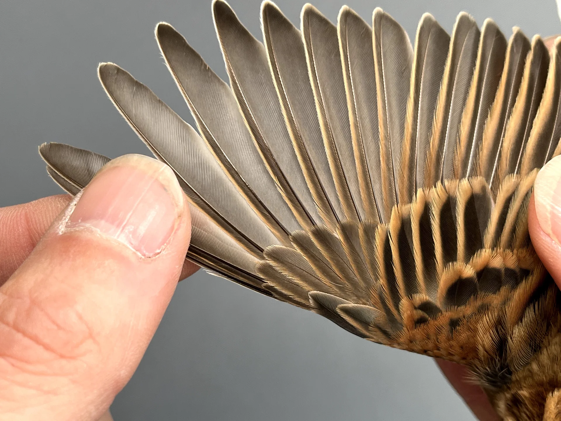 Vogelafbeelding