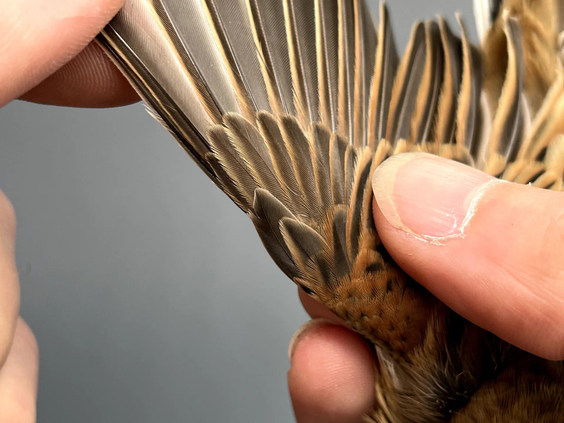 Vogelafbeelding