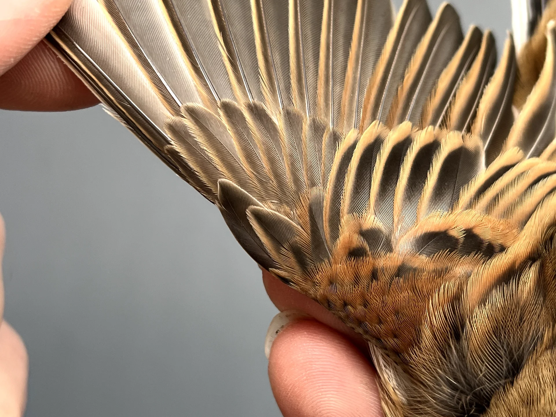 Vogelafbeelding