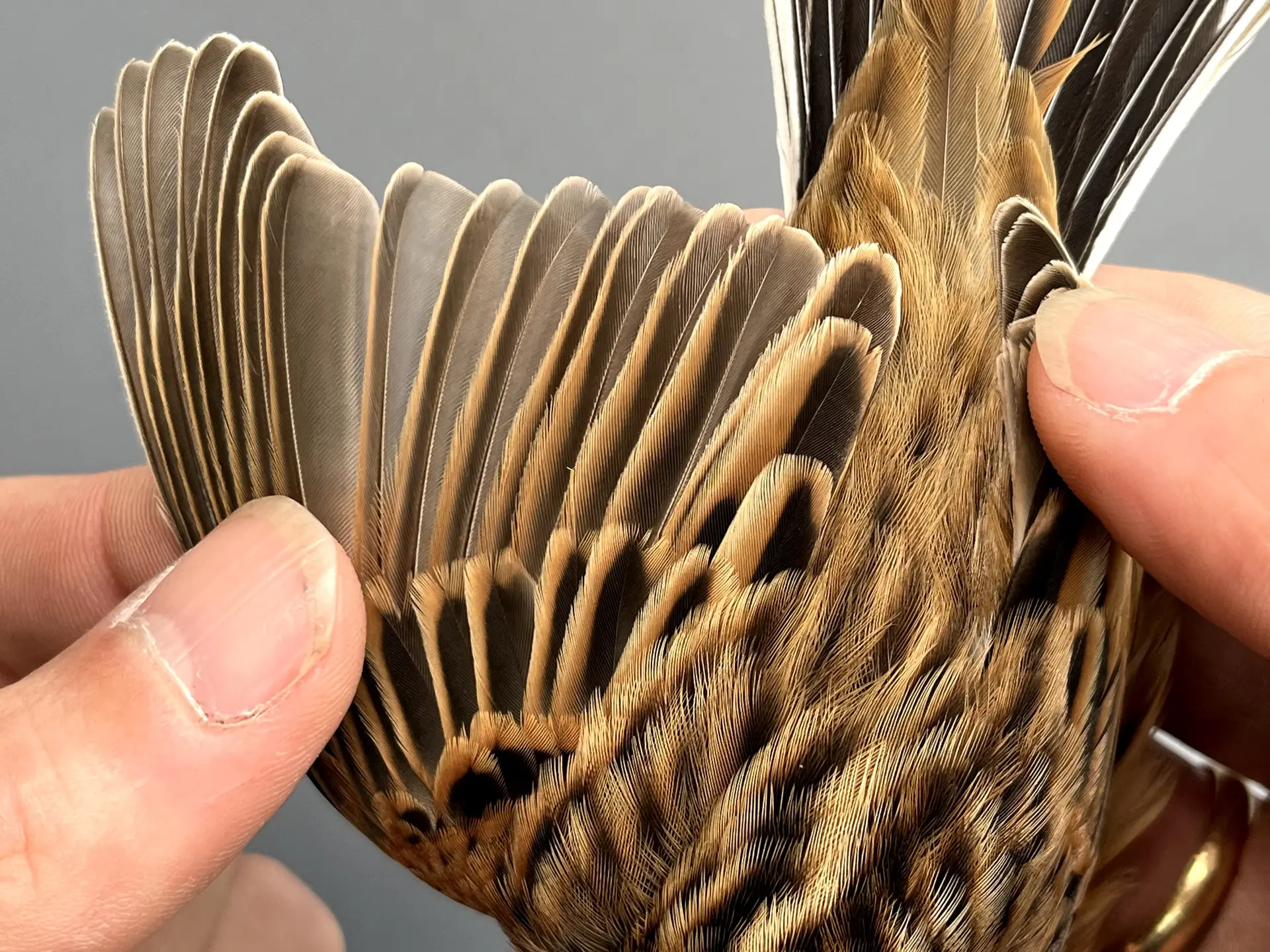 Vogelafbeelding