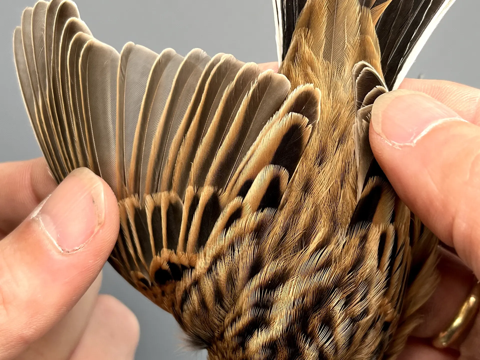 Vogelafbeelding
