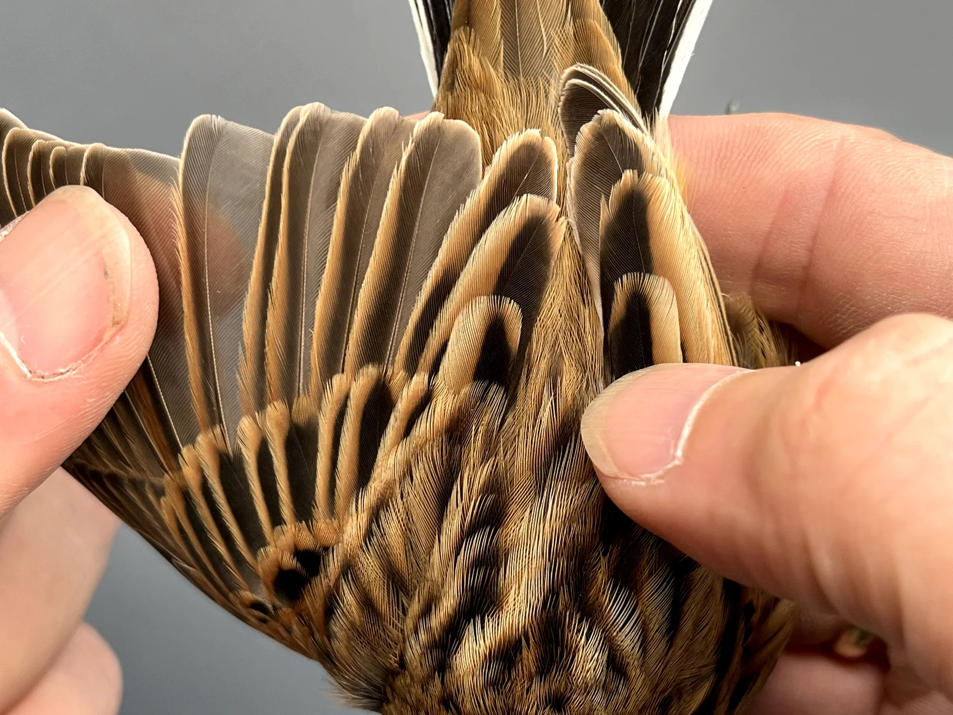 Vogelafbeelding