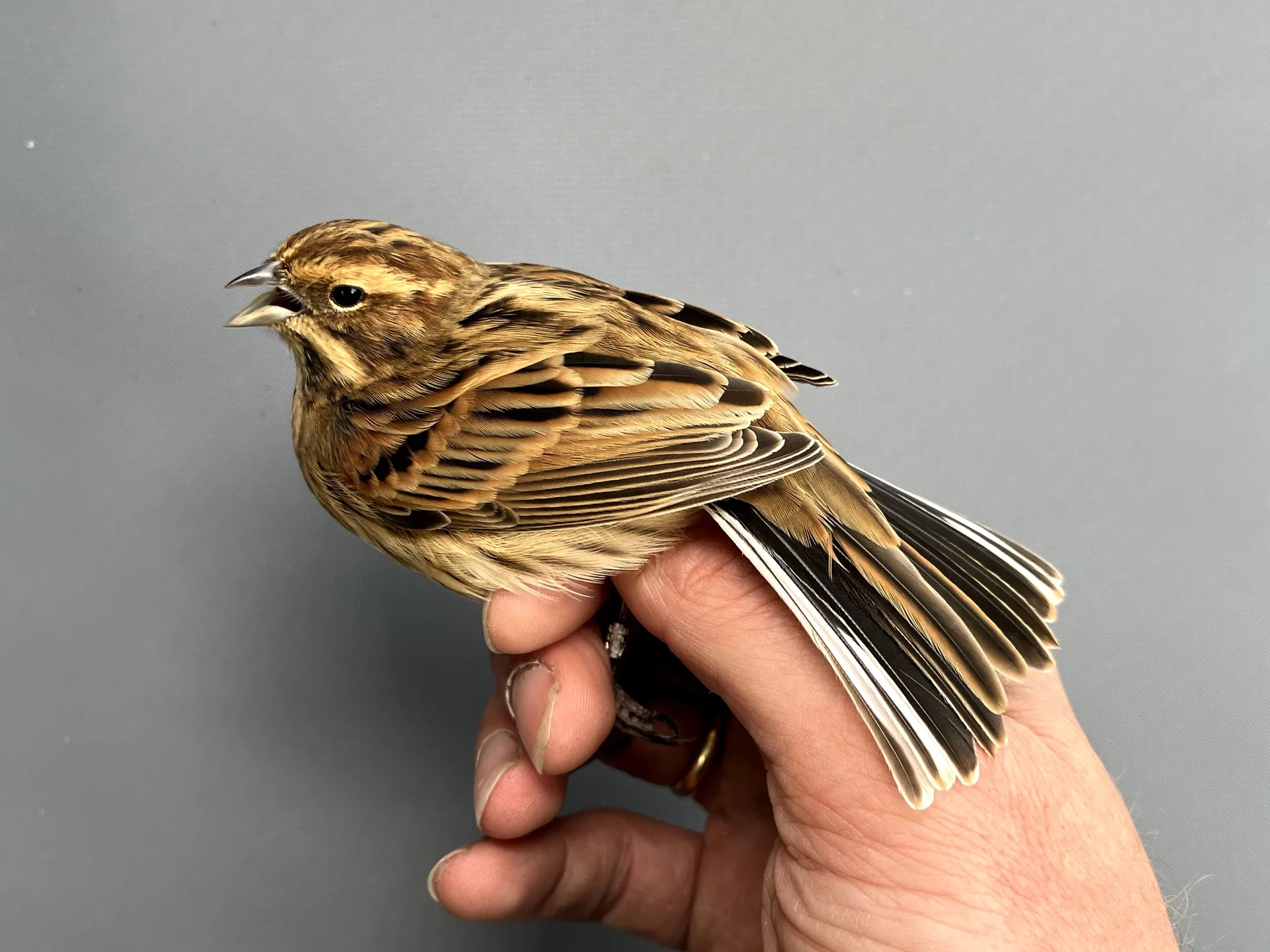 Vogelafbeelding