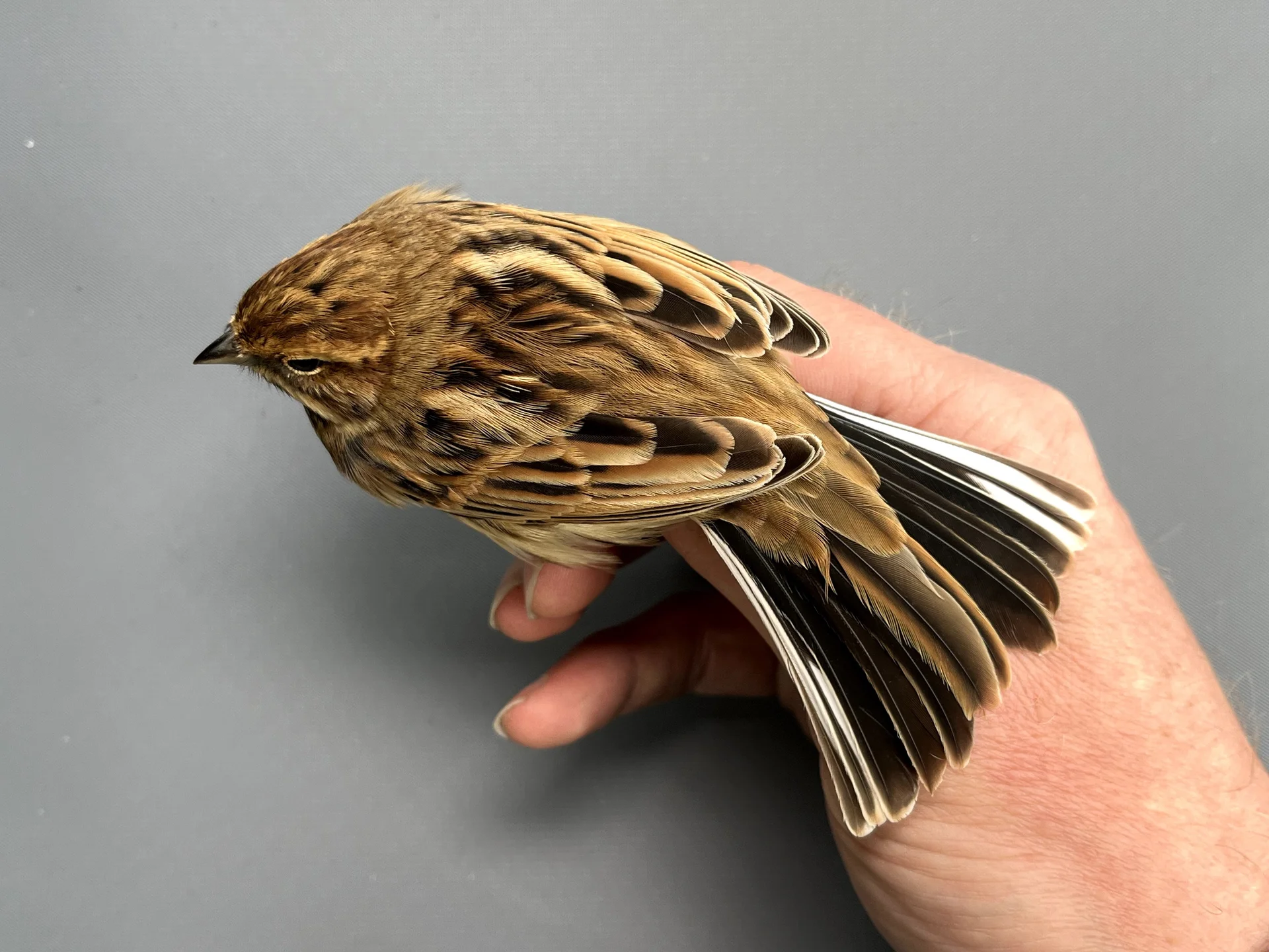 Vogelafbeelding