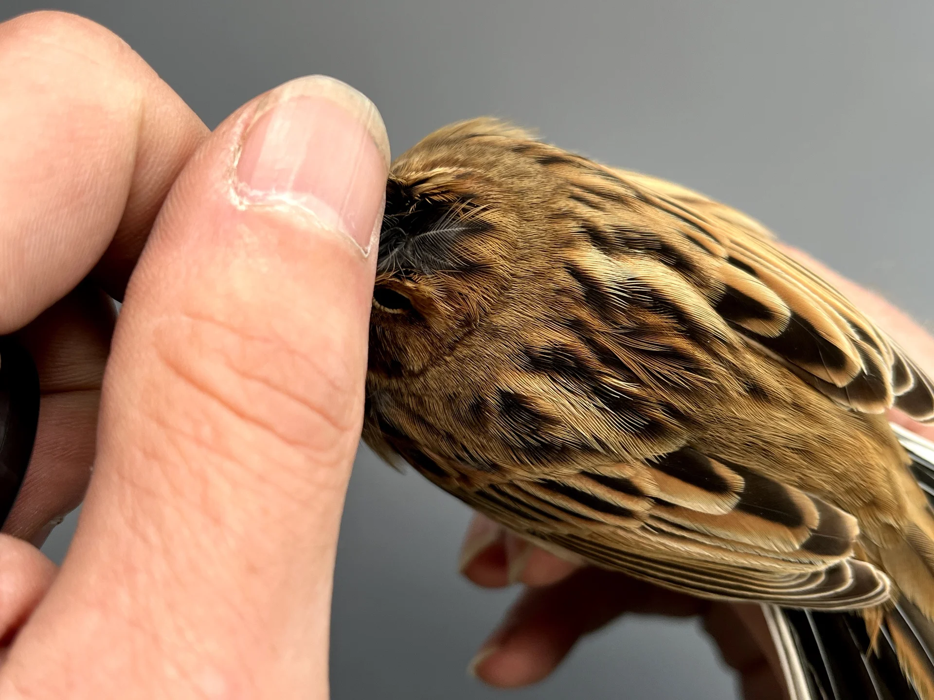 Vogelafbeelding