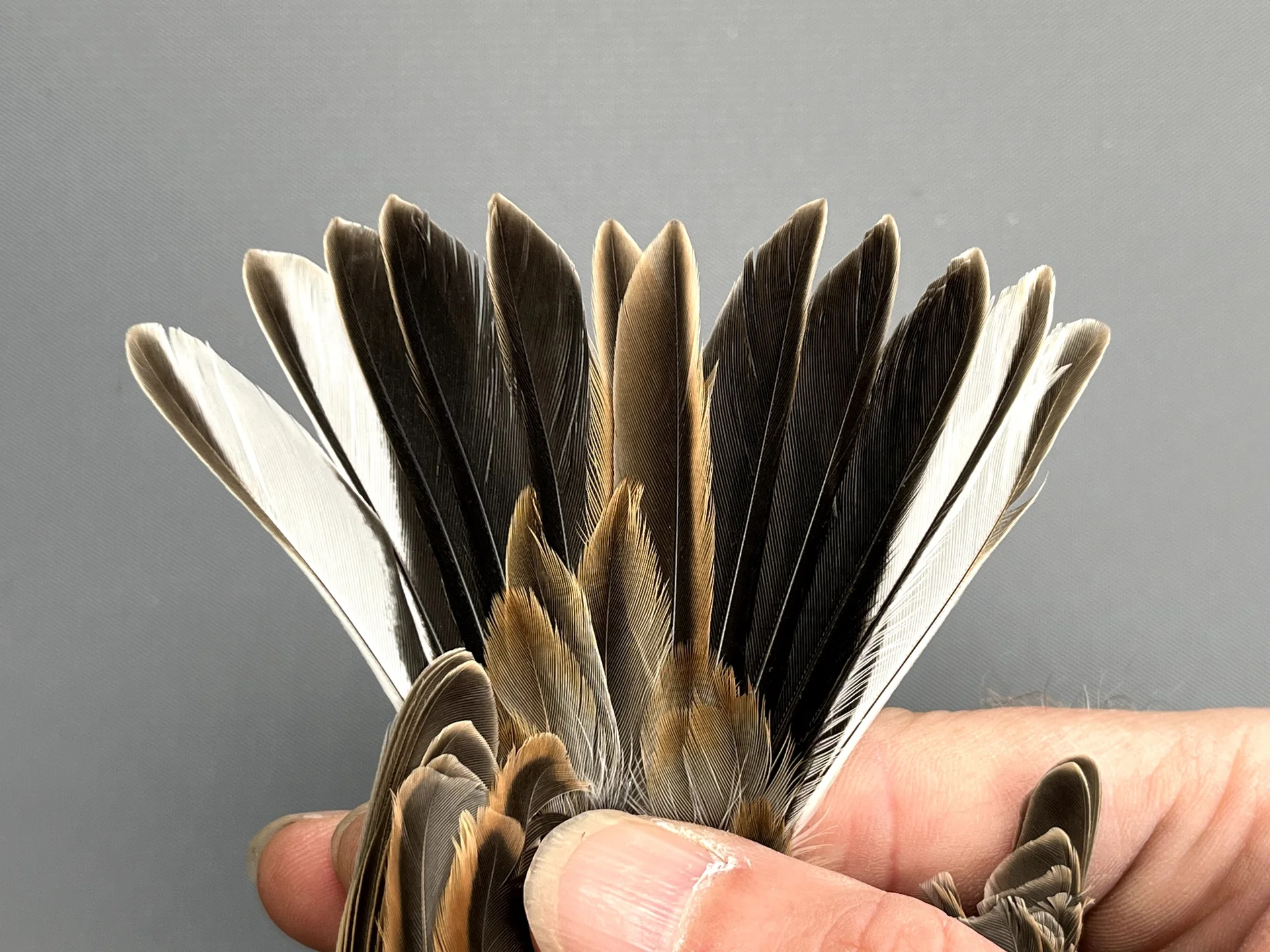 Vogelafbeelding