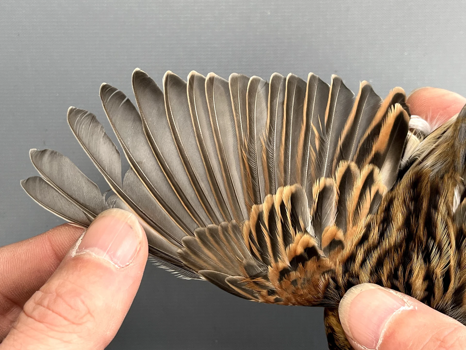 Vogelafbeelding