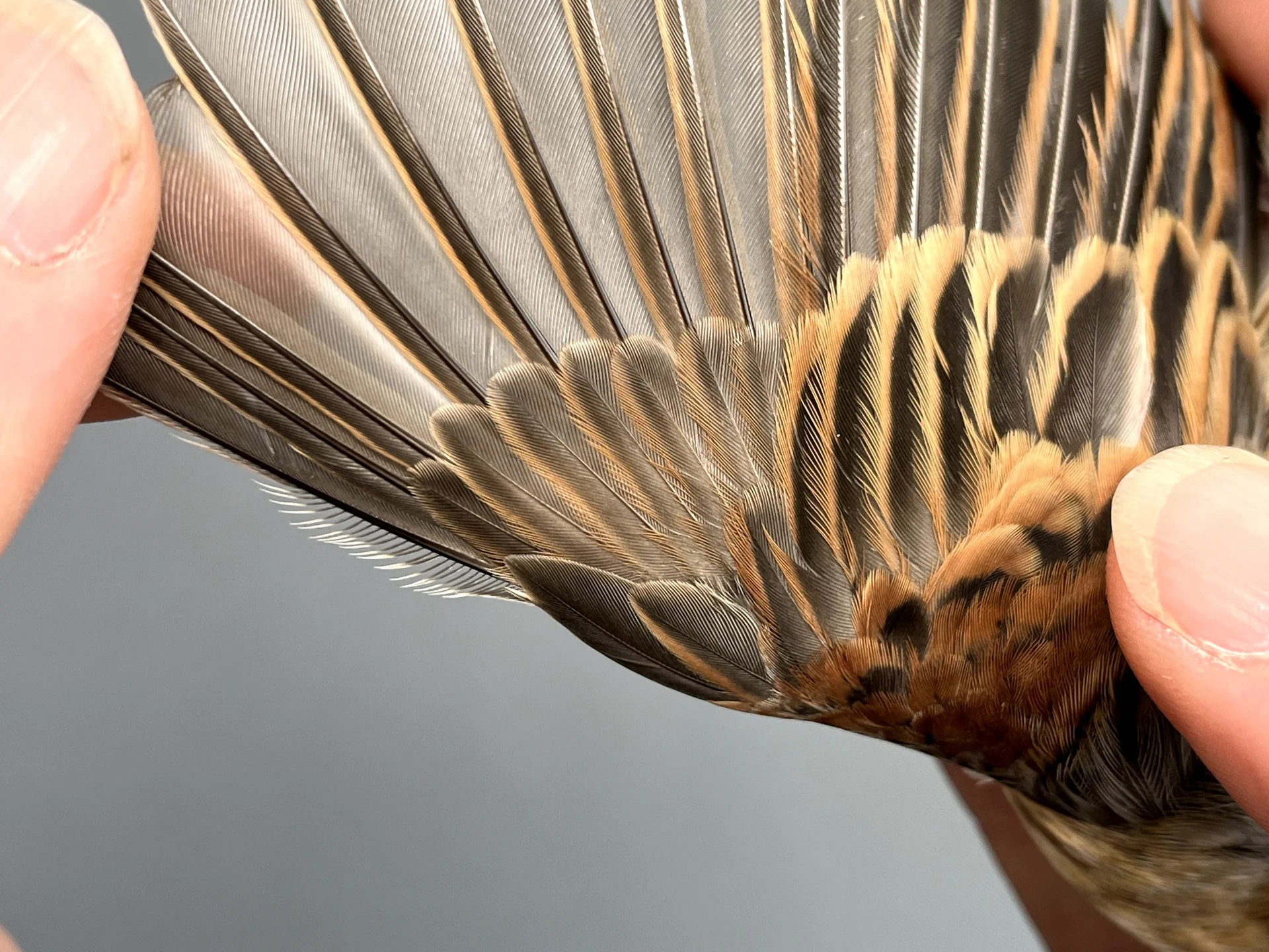 Vogelafbeelding