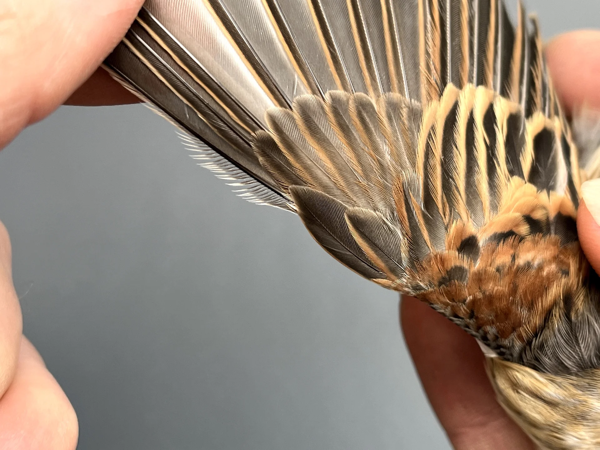 Vogelafbeelding