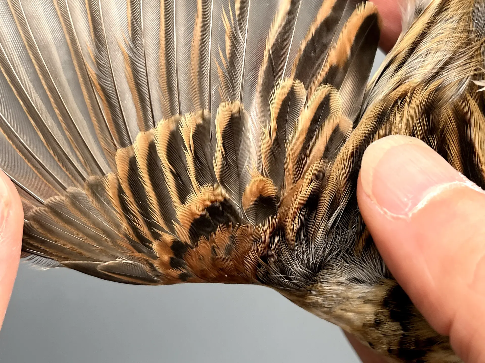 Vogelafbeelding