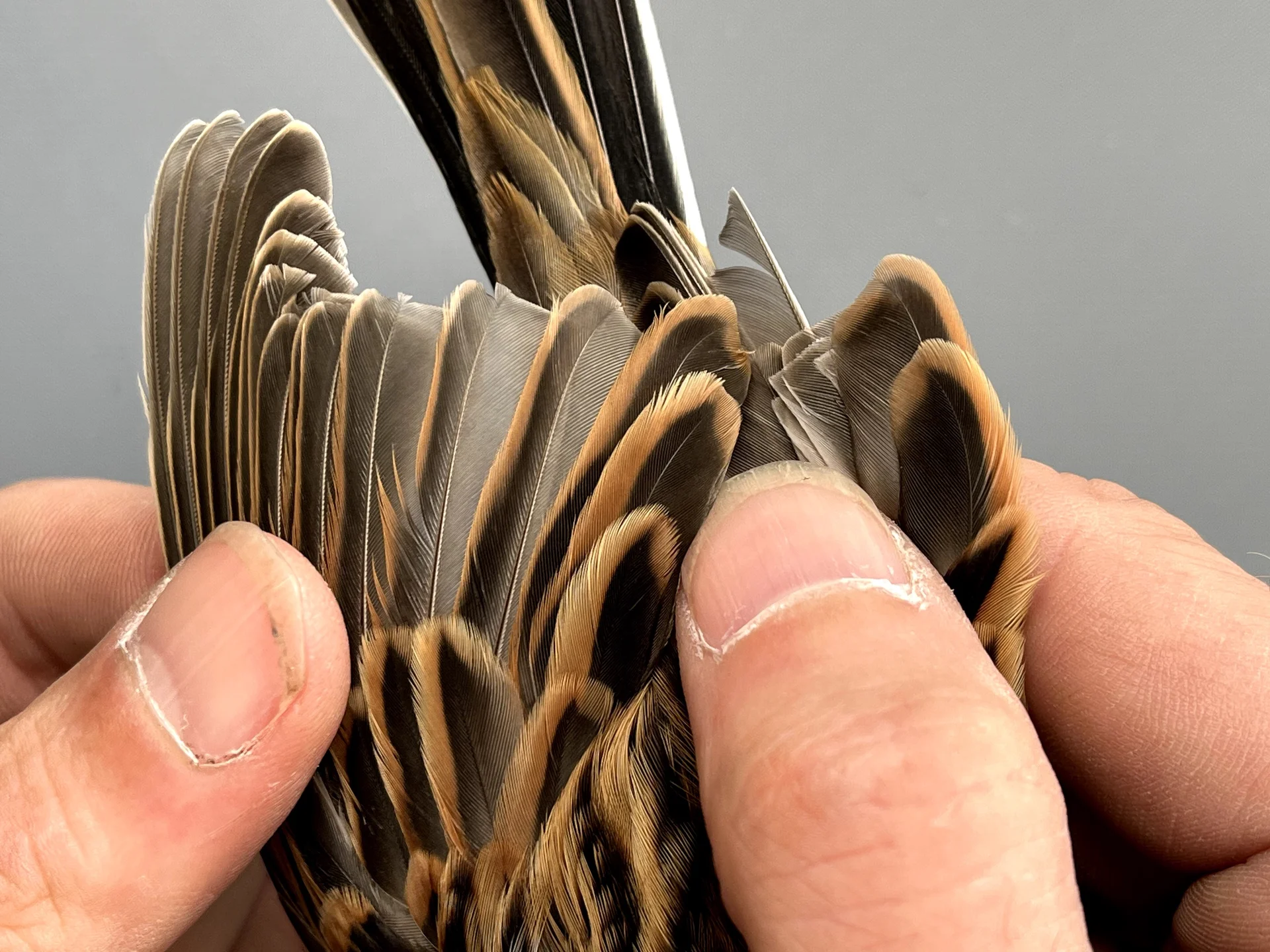 Vogelafbeelding