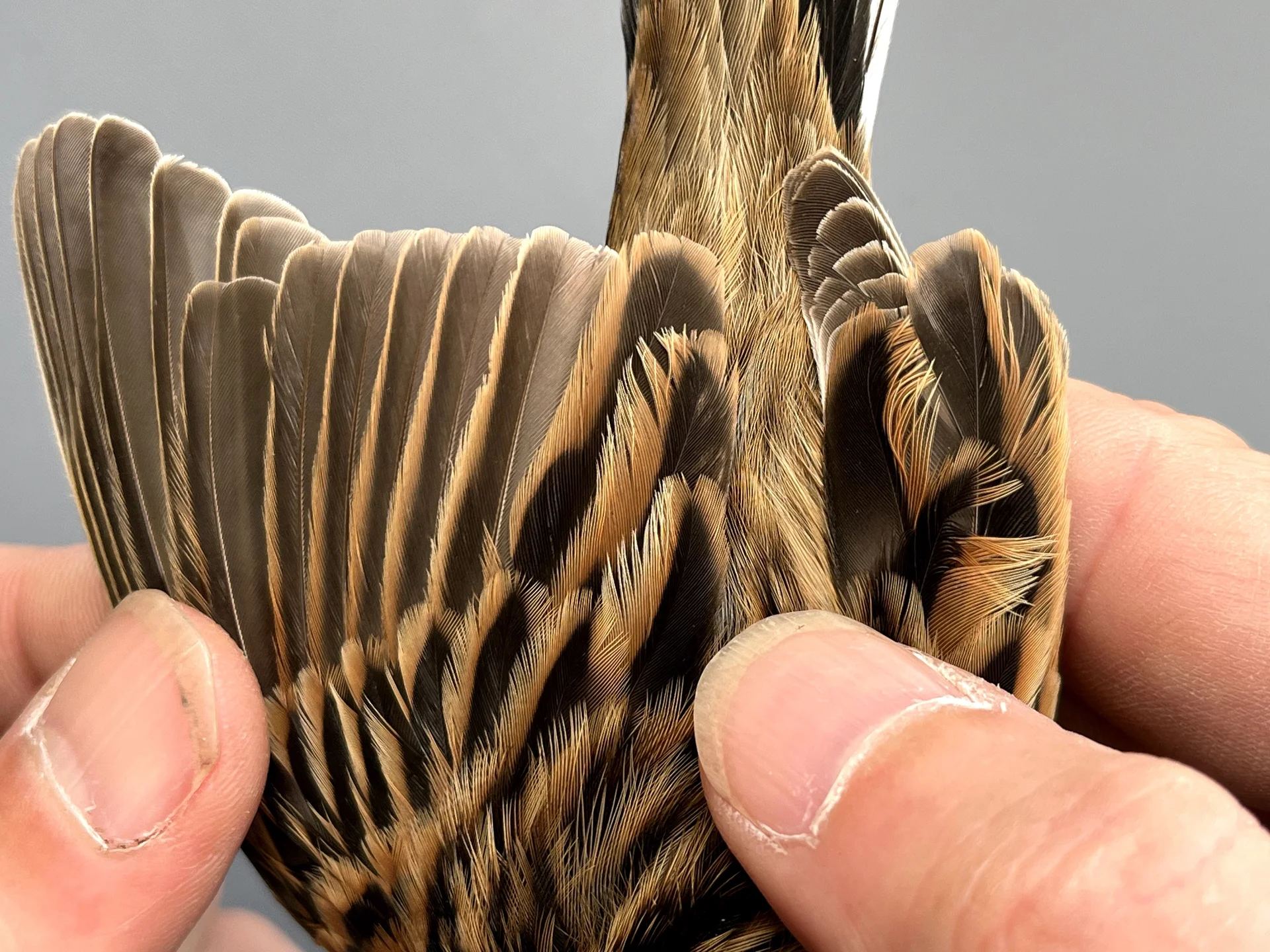 Vogelafbeelding