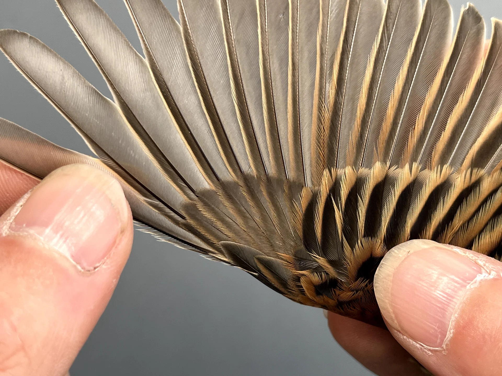 Vogelafbeelding