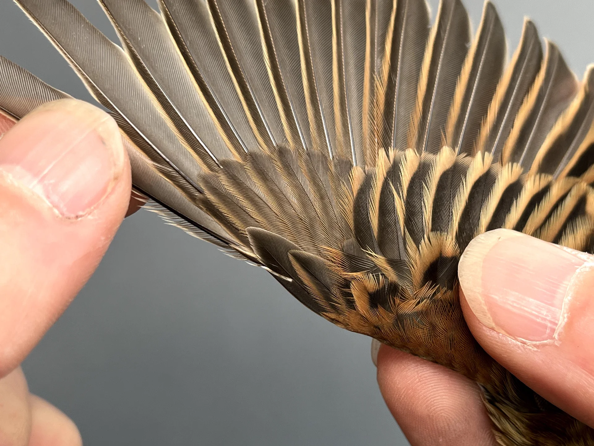 Vogelafbeelding