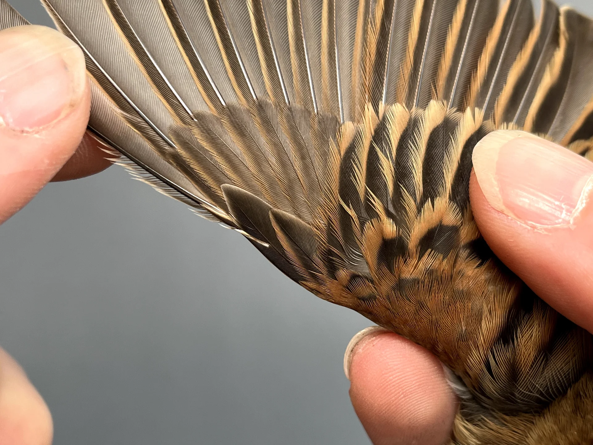 Vogelafbeelding