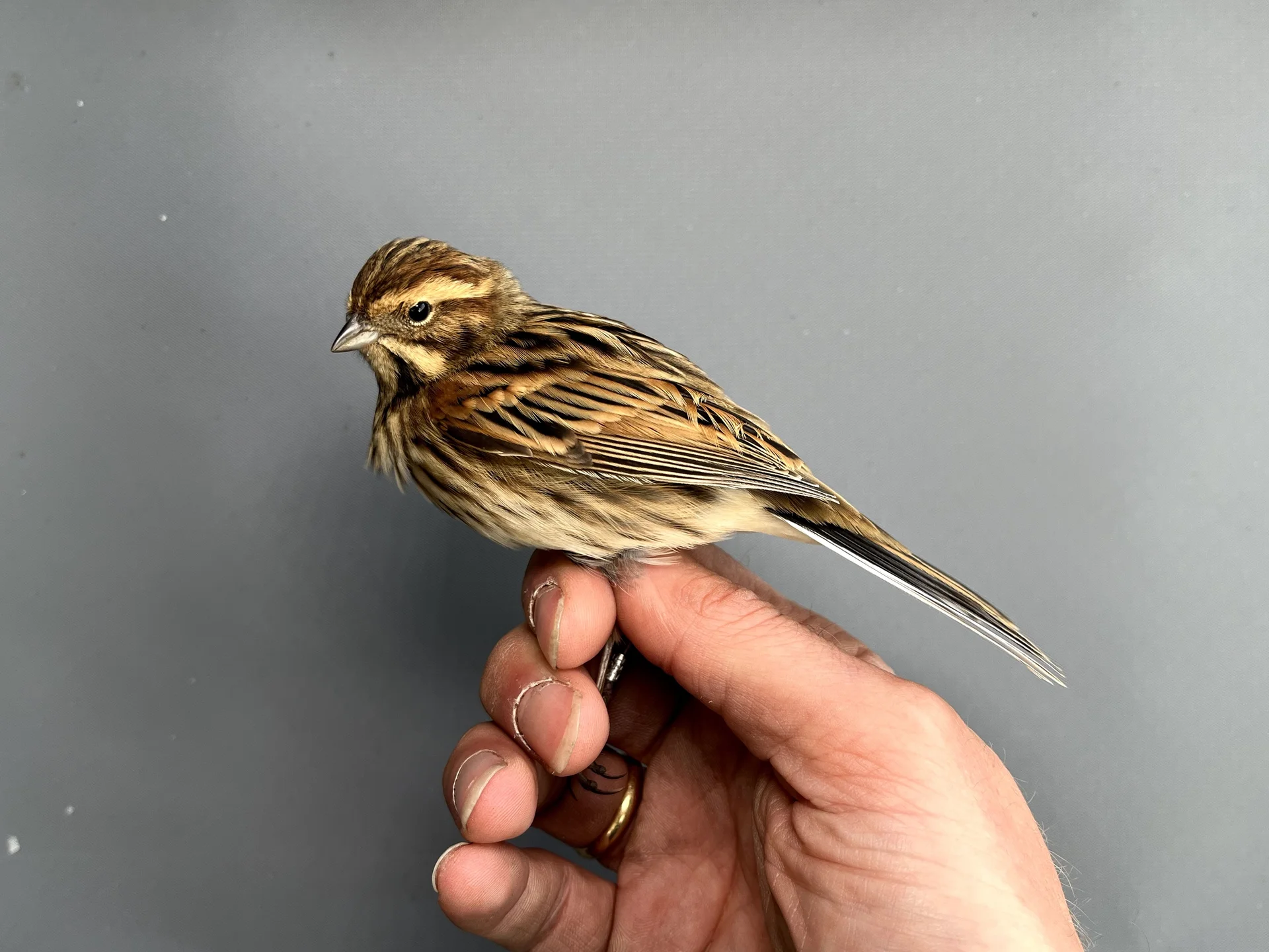 Vogelafbeelding