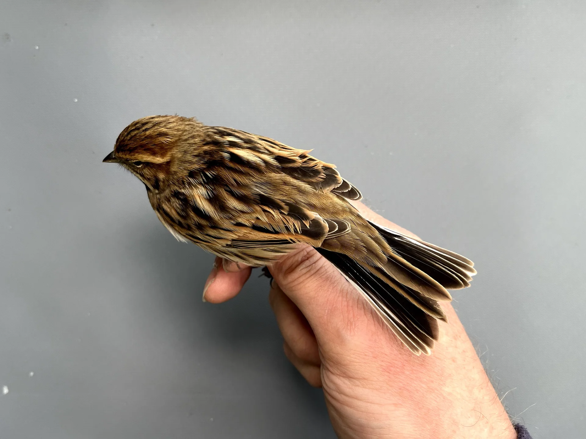 Vogelafbeelding