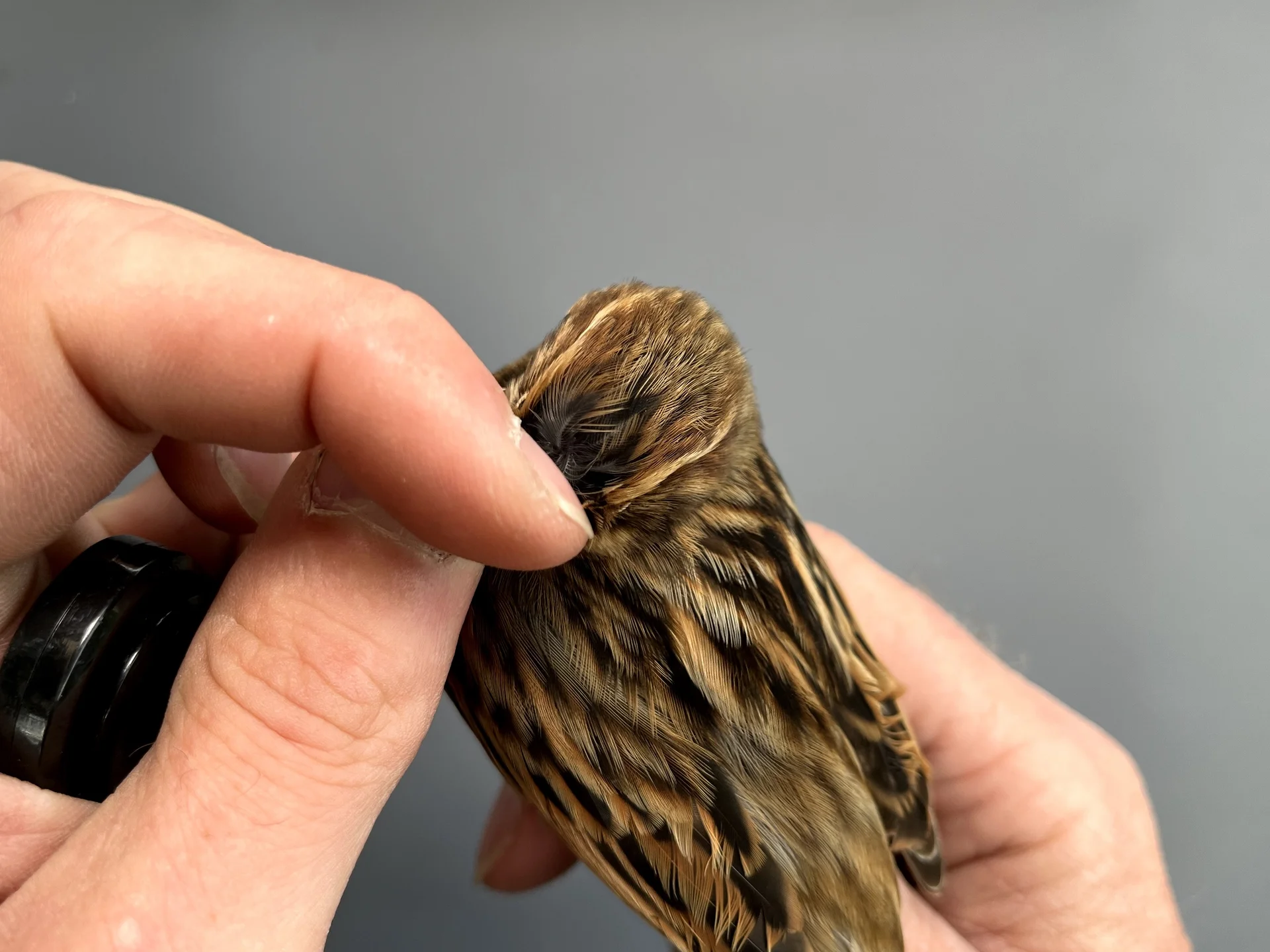 Vogelafbeelding