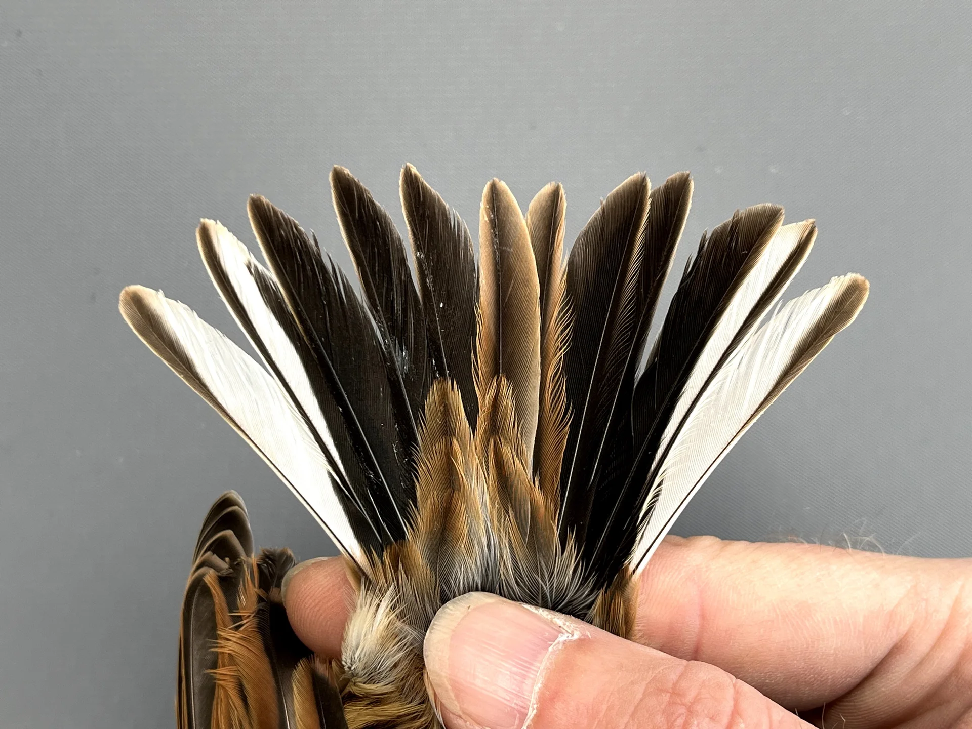Vogelafbeelding