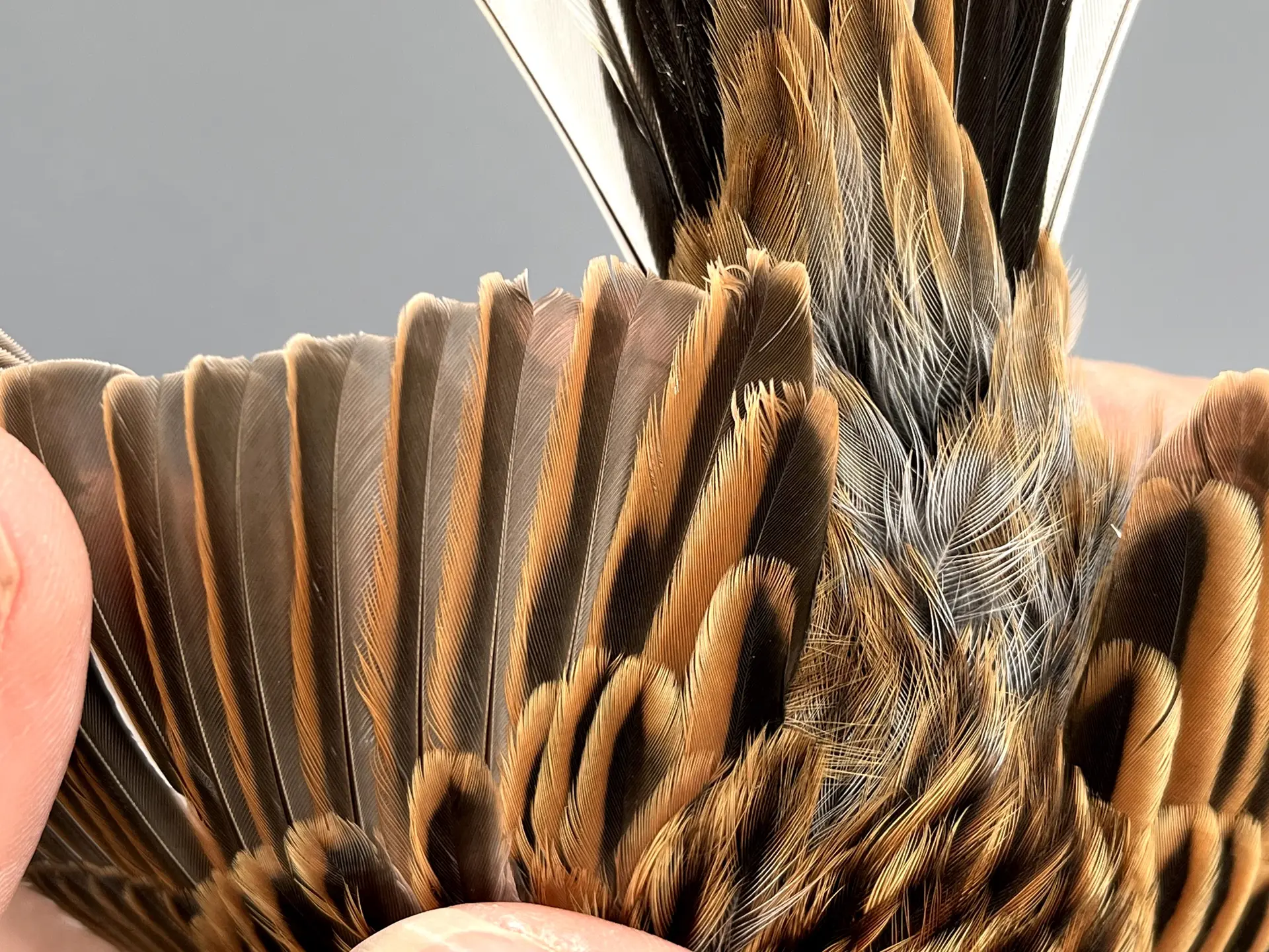 Vogelafbeelding