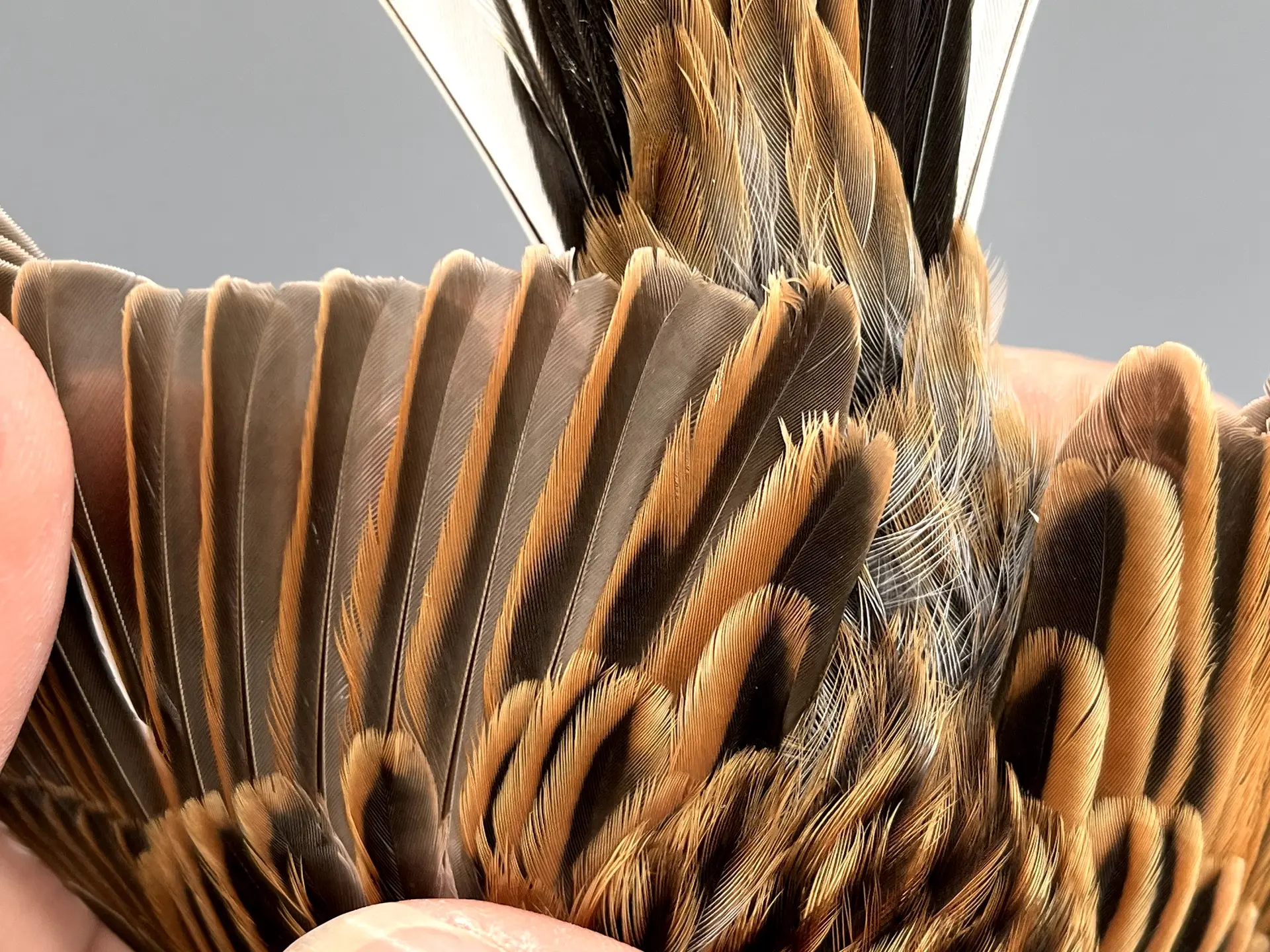 Vogelafbeelding