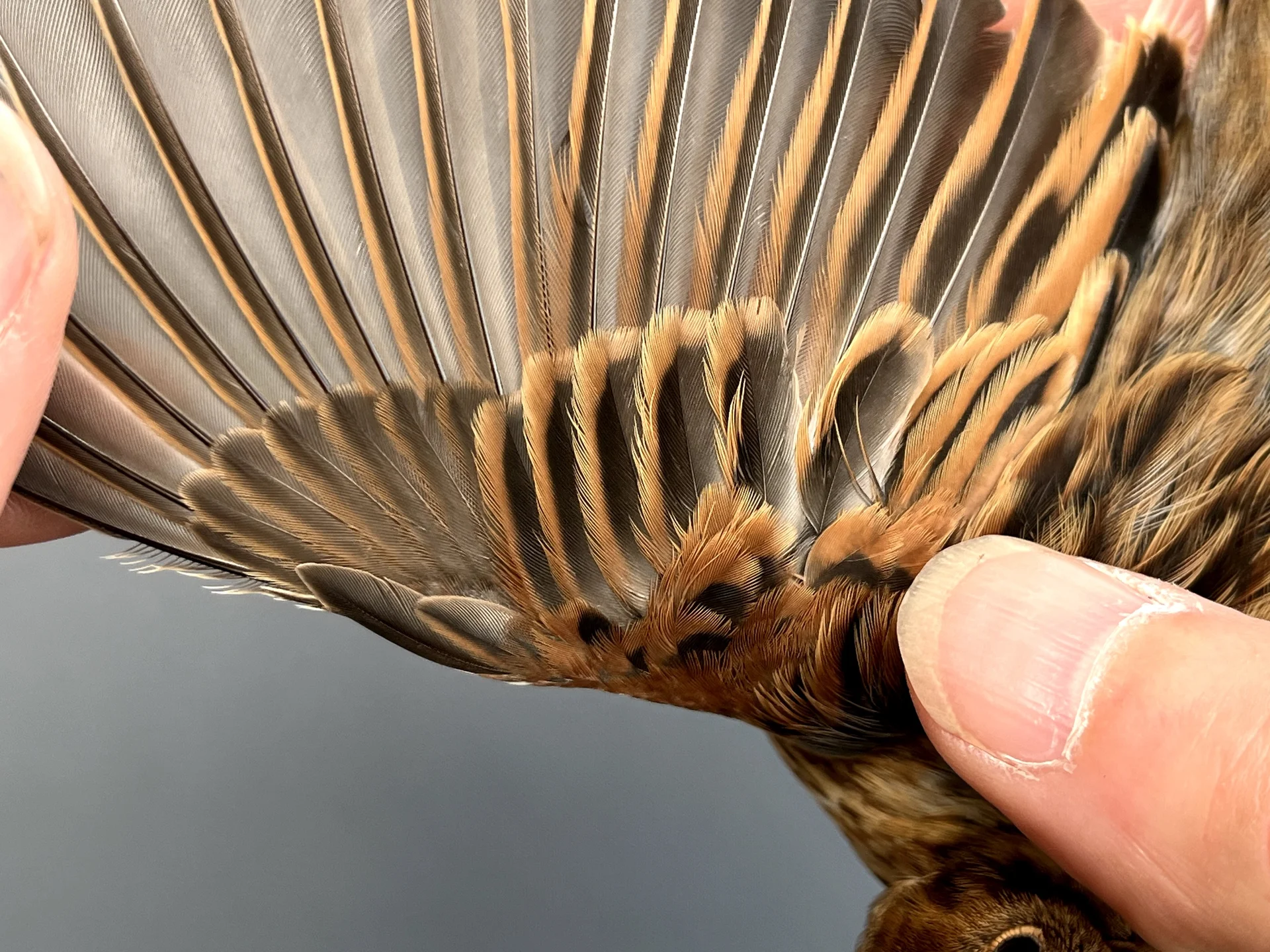 Vogelafbeelding