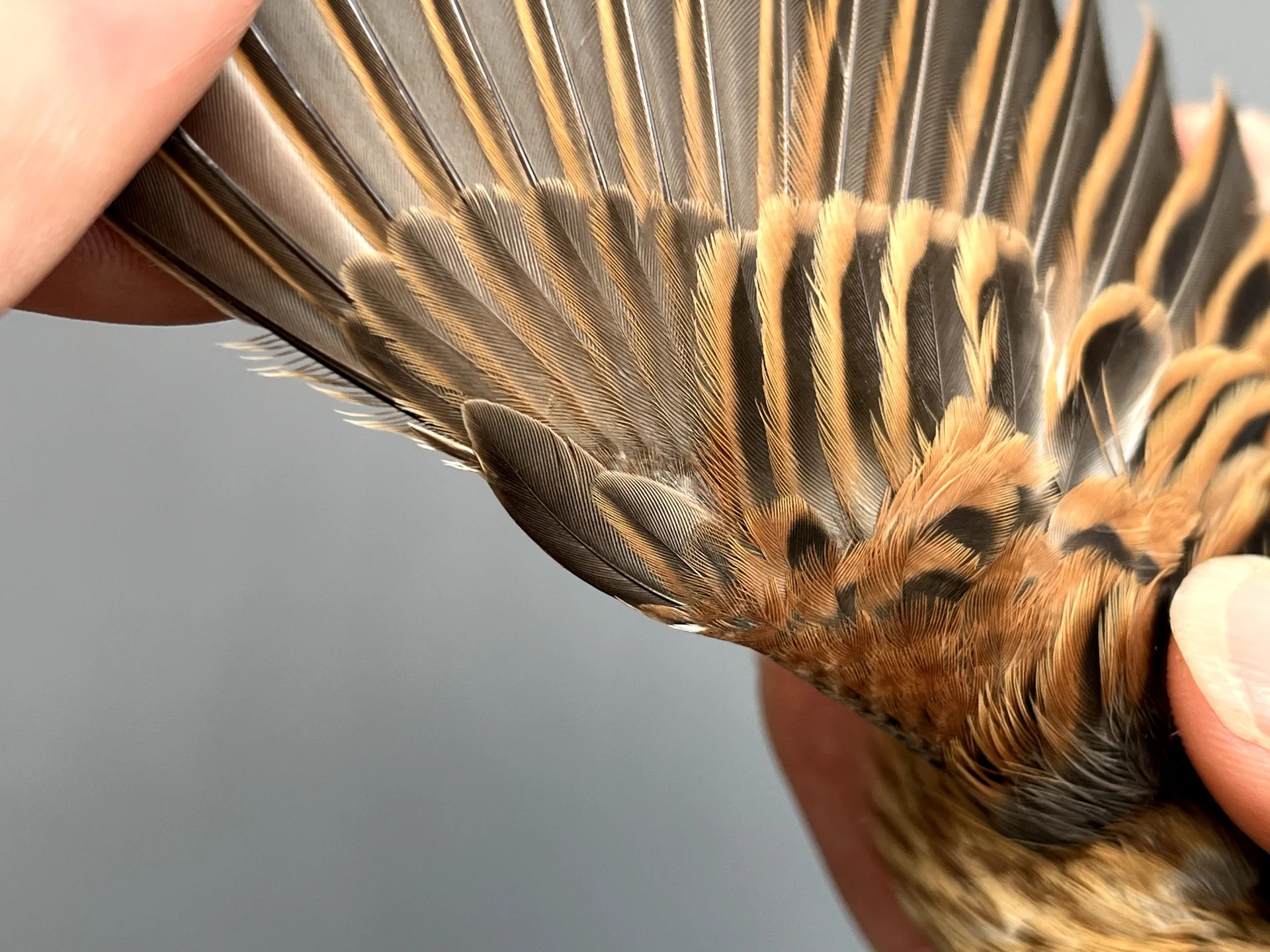 Vogelafbeelding