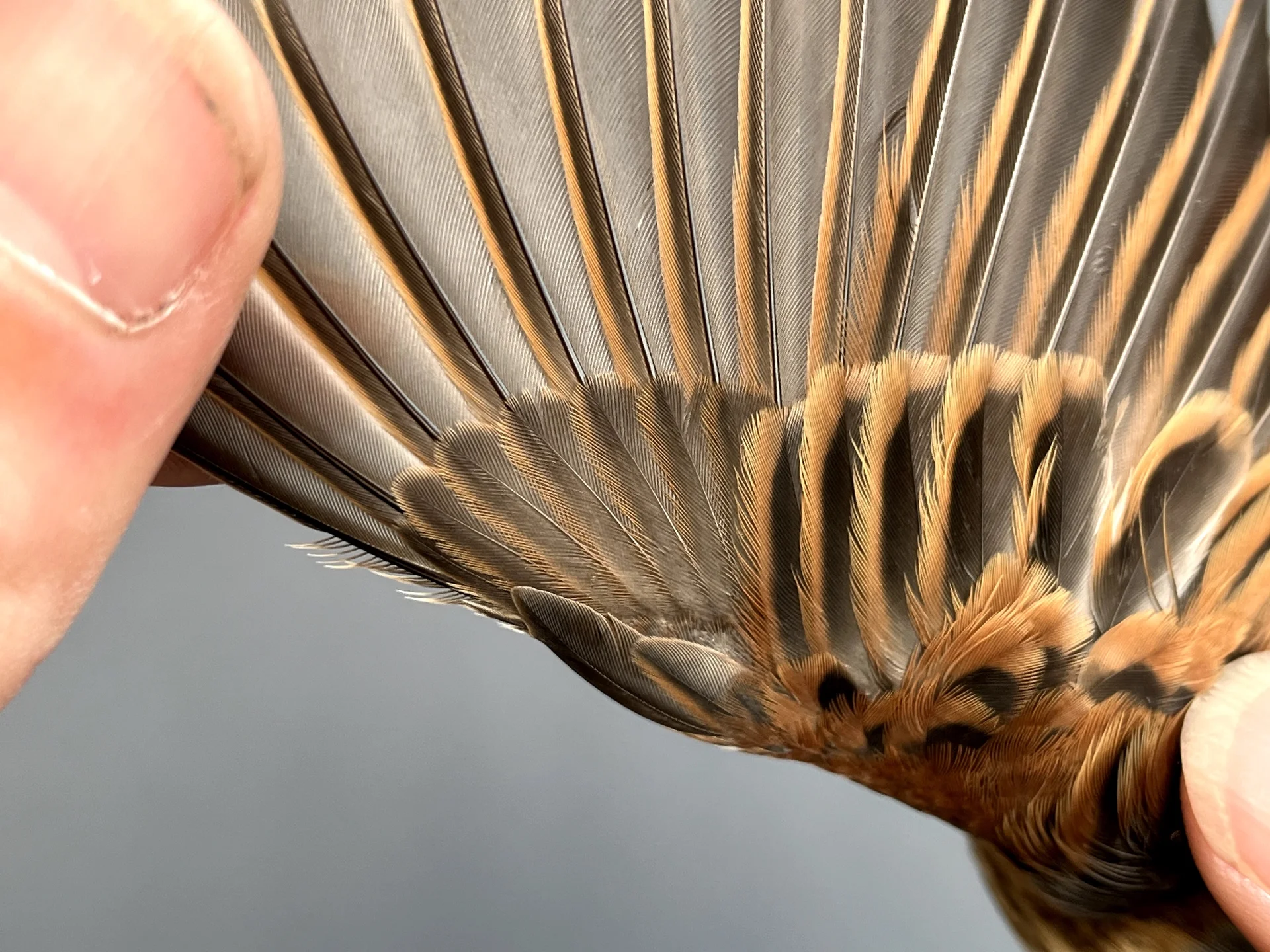 Vogelafbeelding