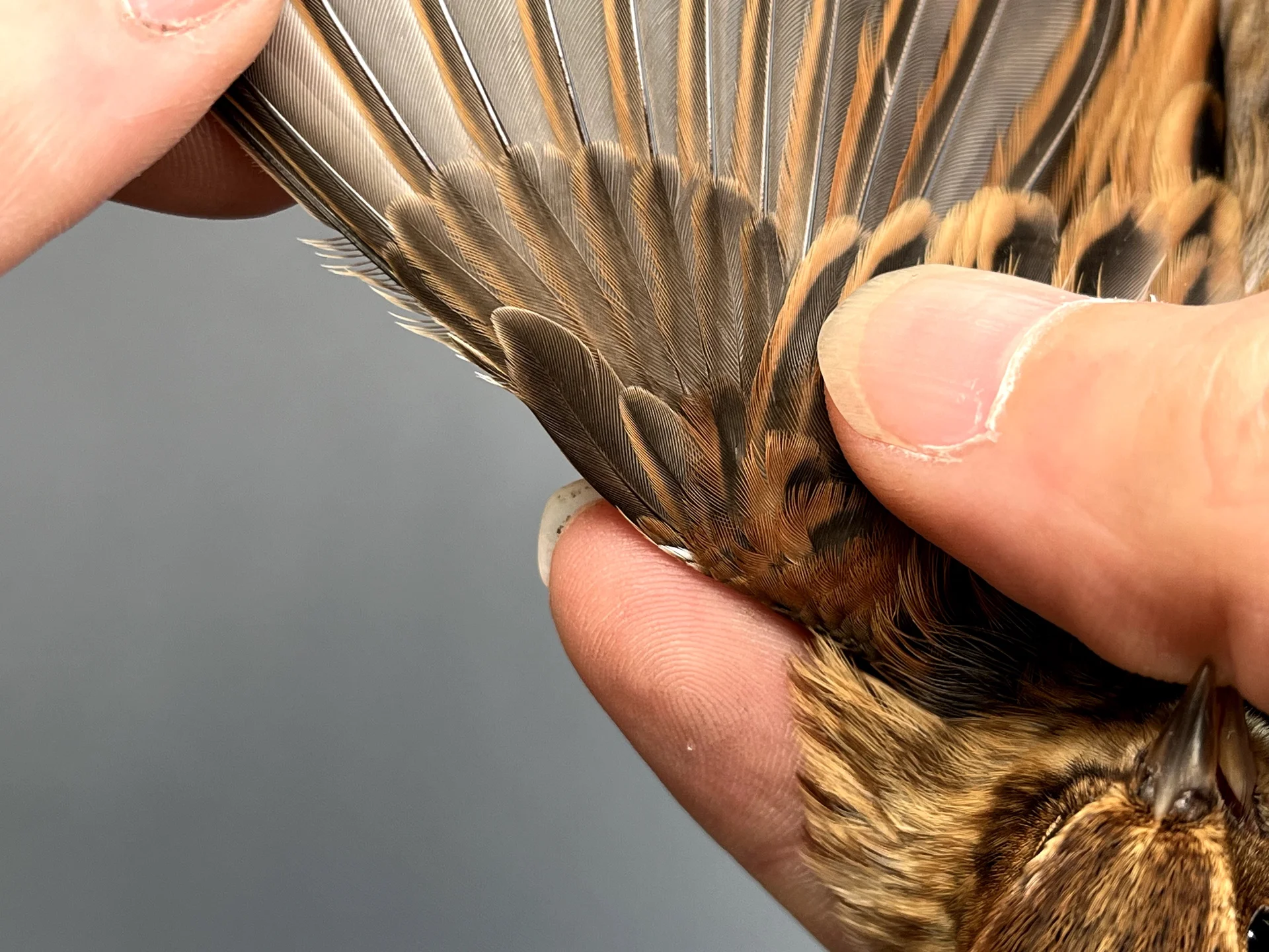 Vogelafbeelding