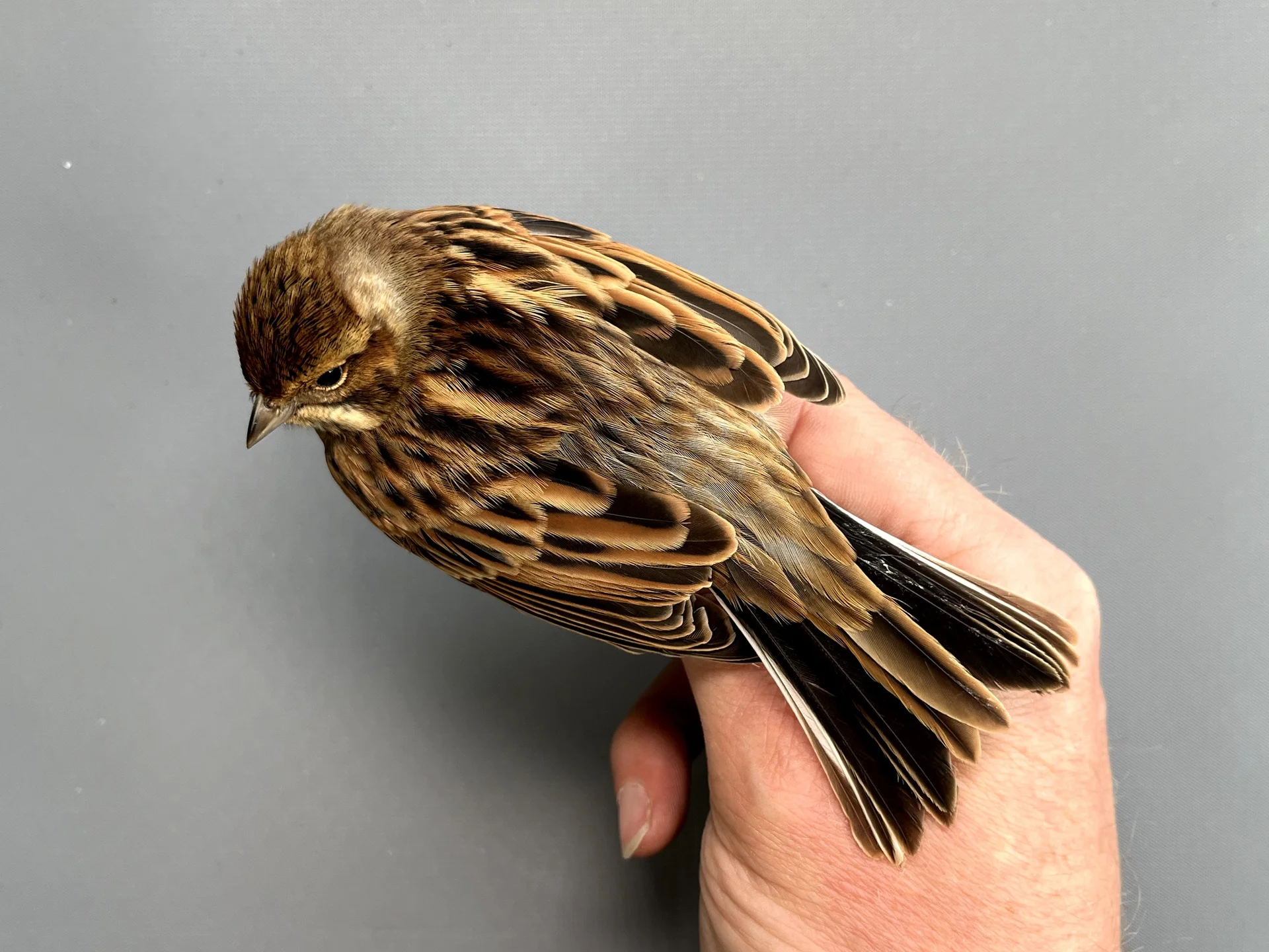 Vogelafbeelding