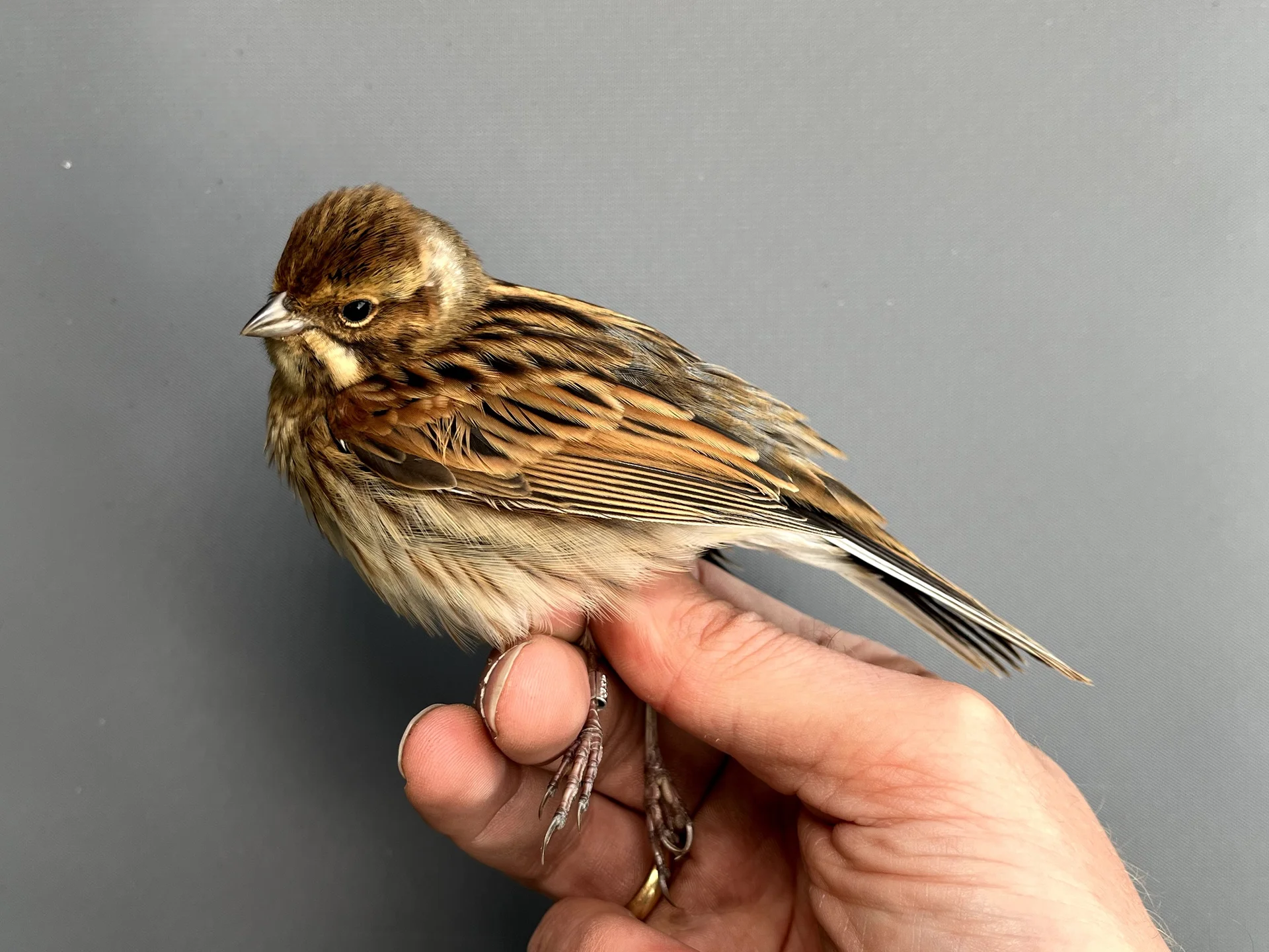 Vogelafbeelding