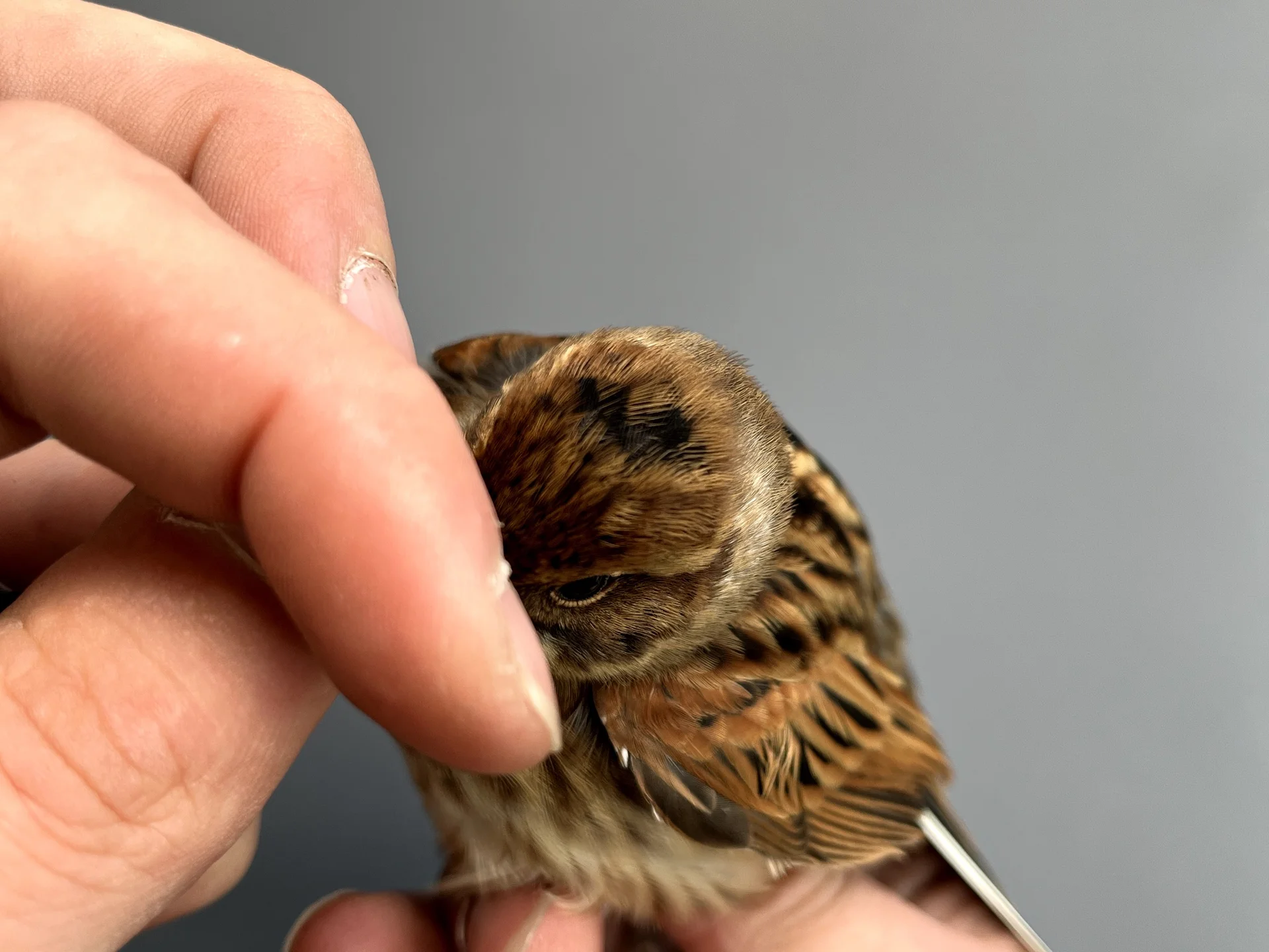 Vogelafbeelding