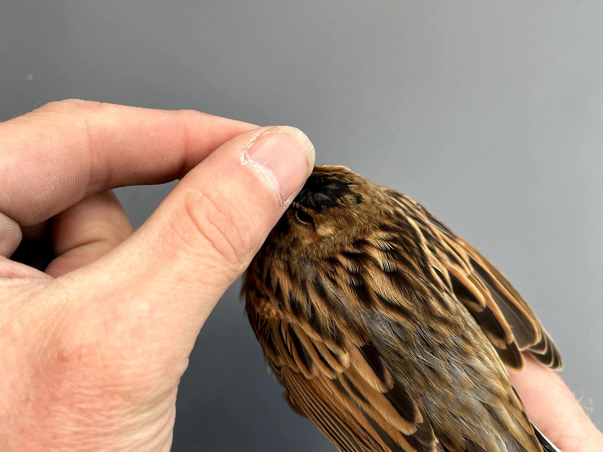 Rietgors - Emberiza schoeniclus