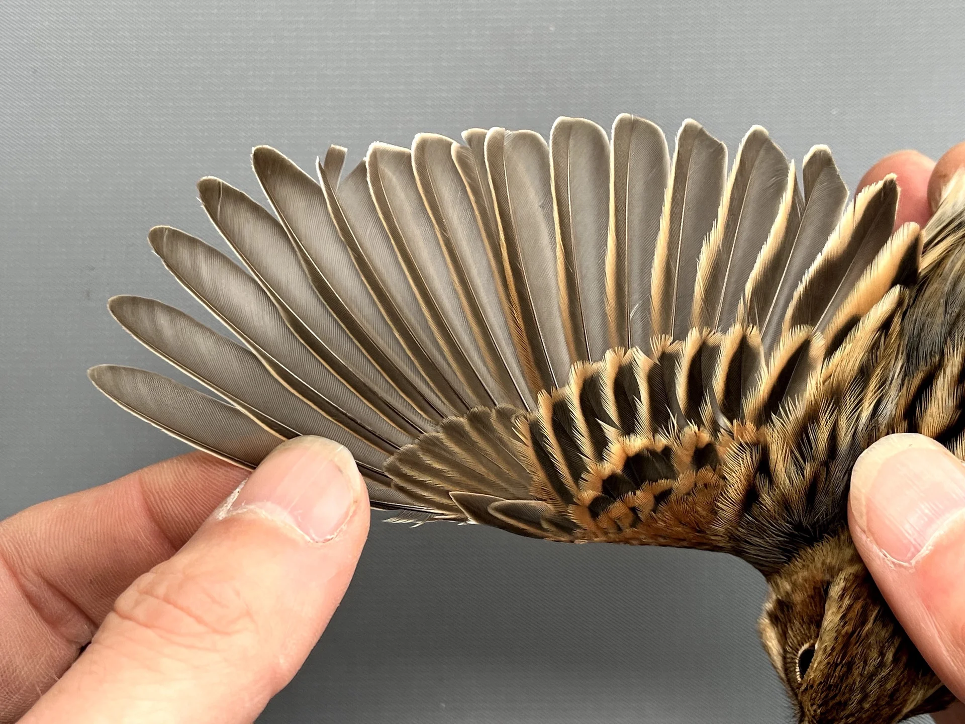 Vogelafbeelding