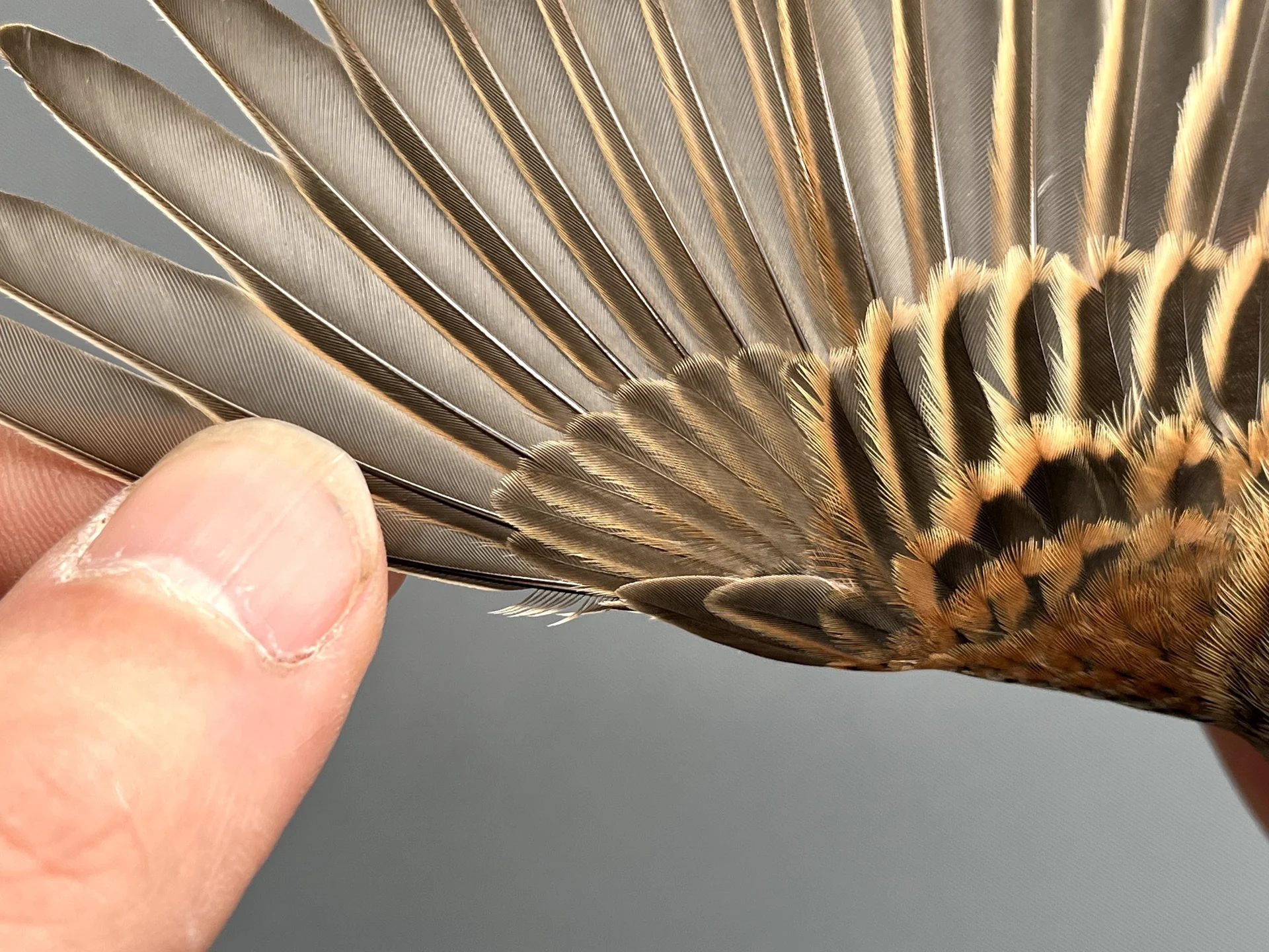 Vogelafbeelding