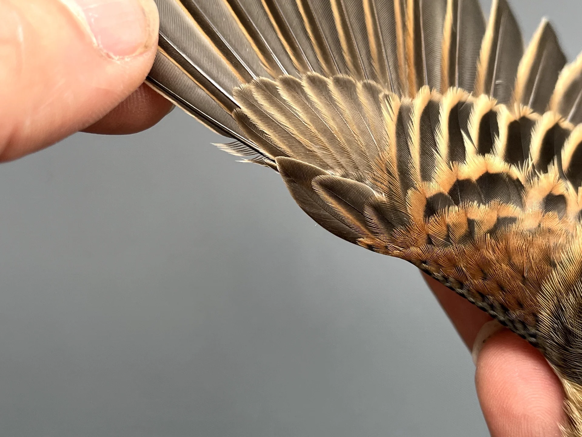 Vogelafbeelding