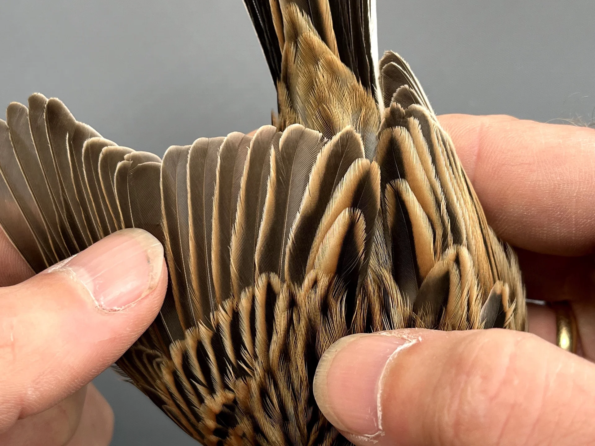 Vogelafbeelding